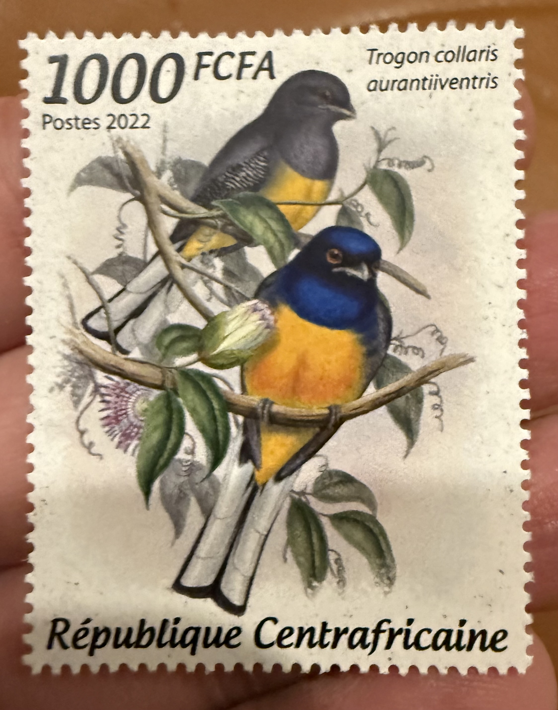 Orange Bellied Trogon-CAR