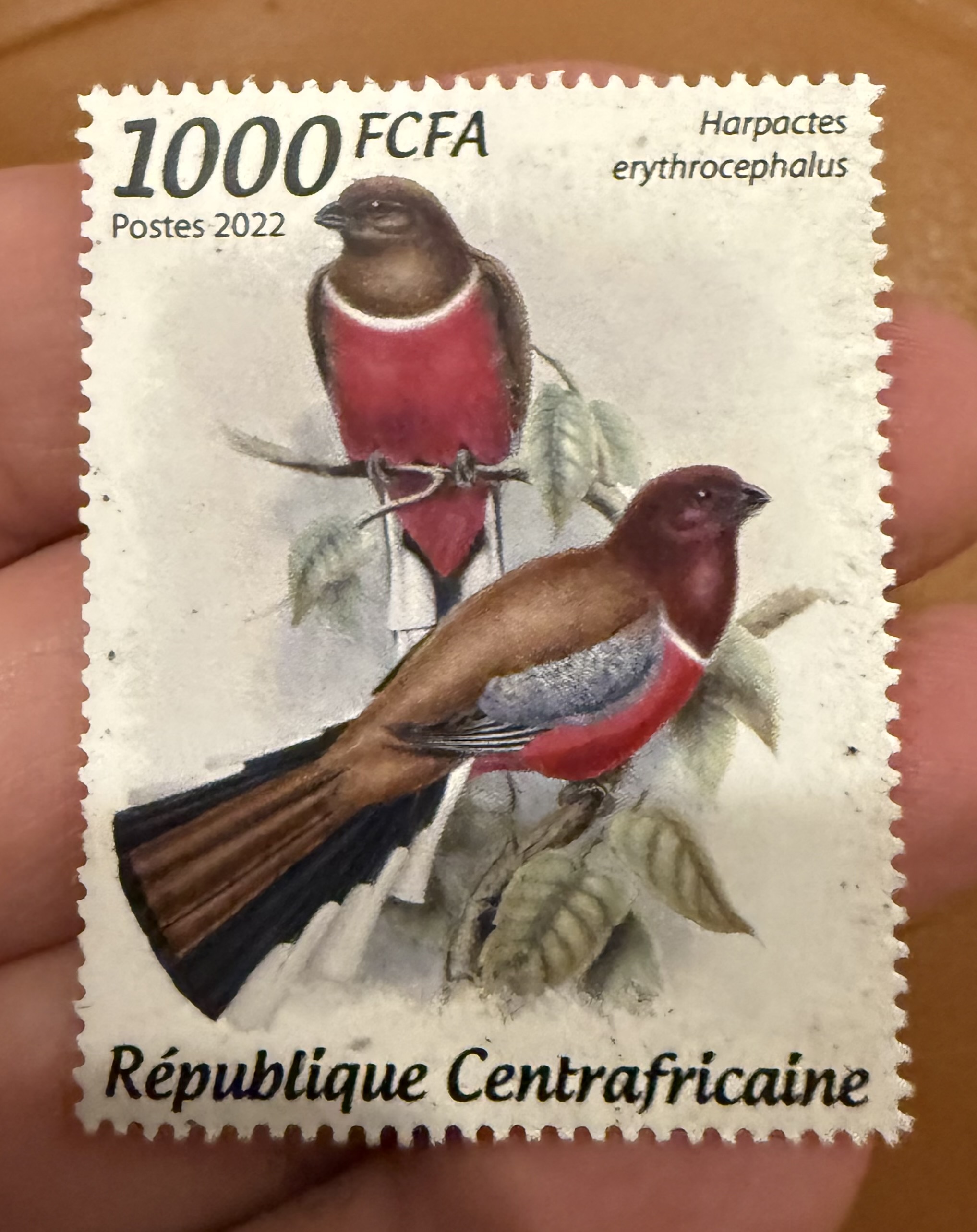 Red Headed Trogon-CAR