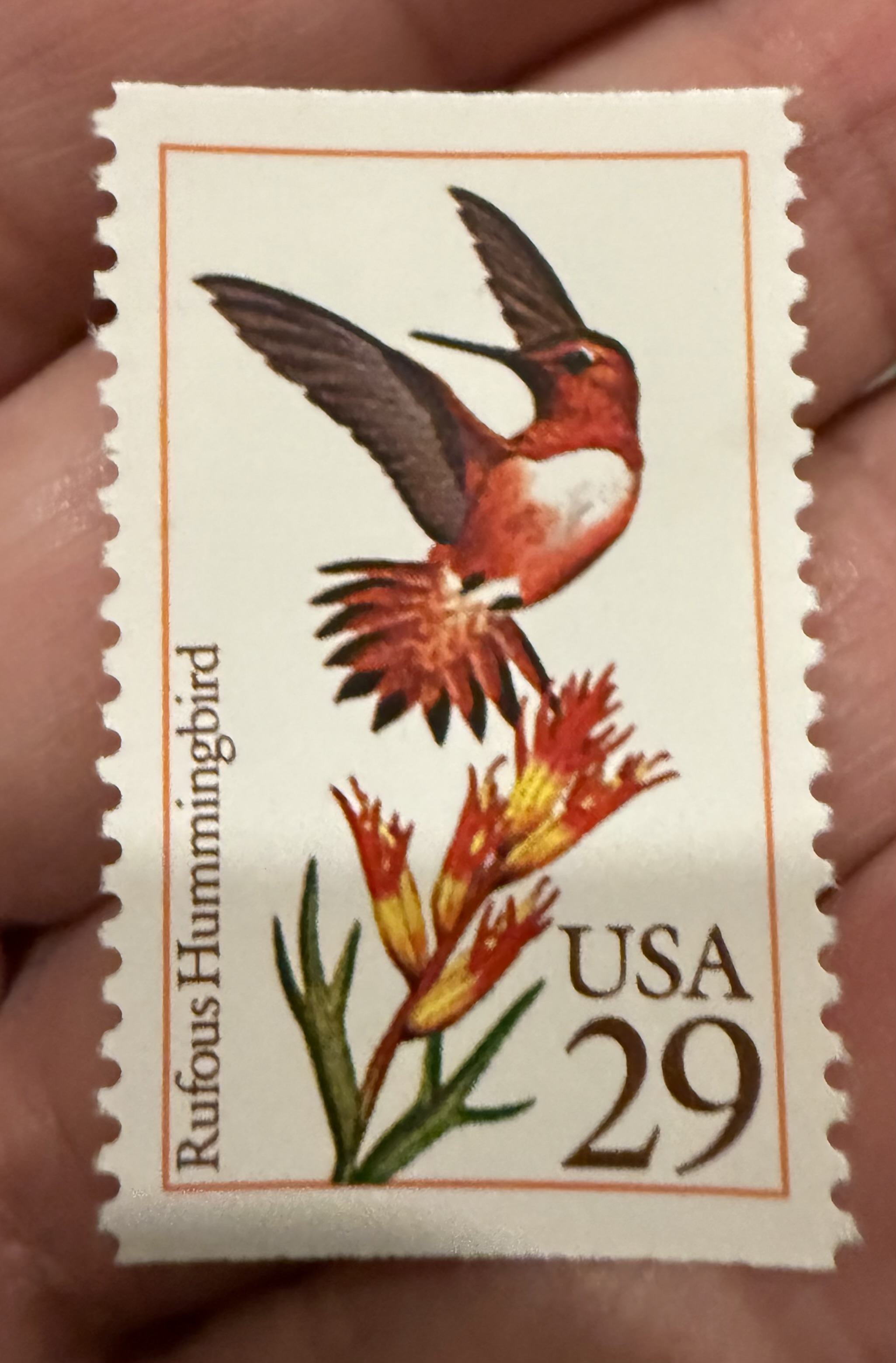 Rufus Hummingbird-USA