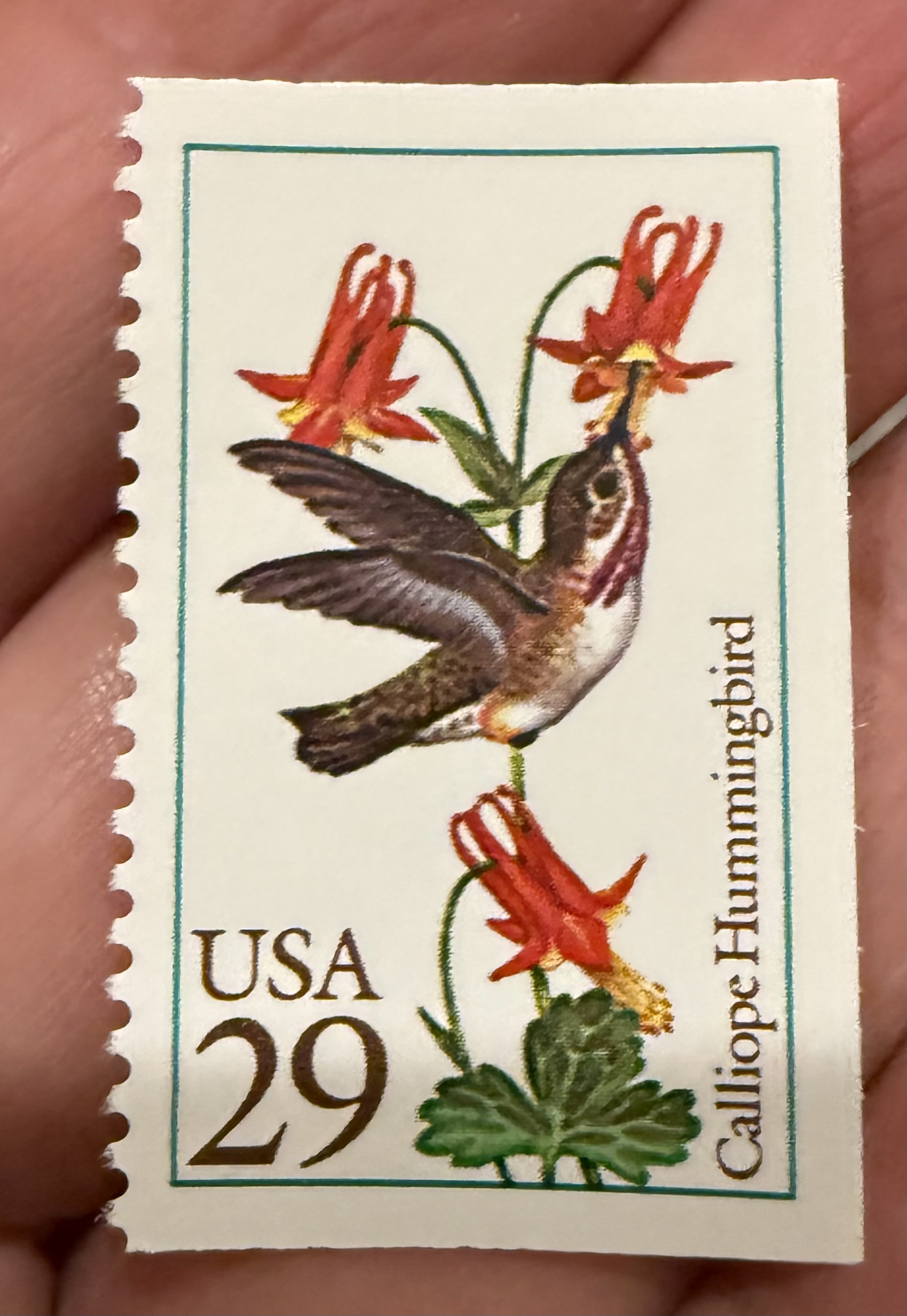 Calliope Hummingbird-USA