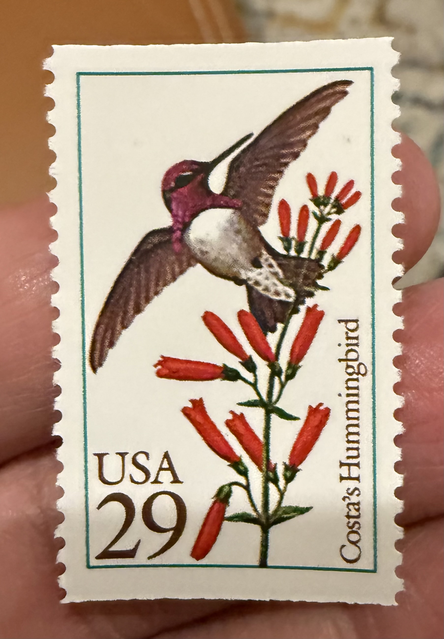 Costa’s Hummingbird-USA