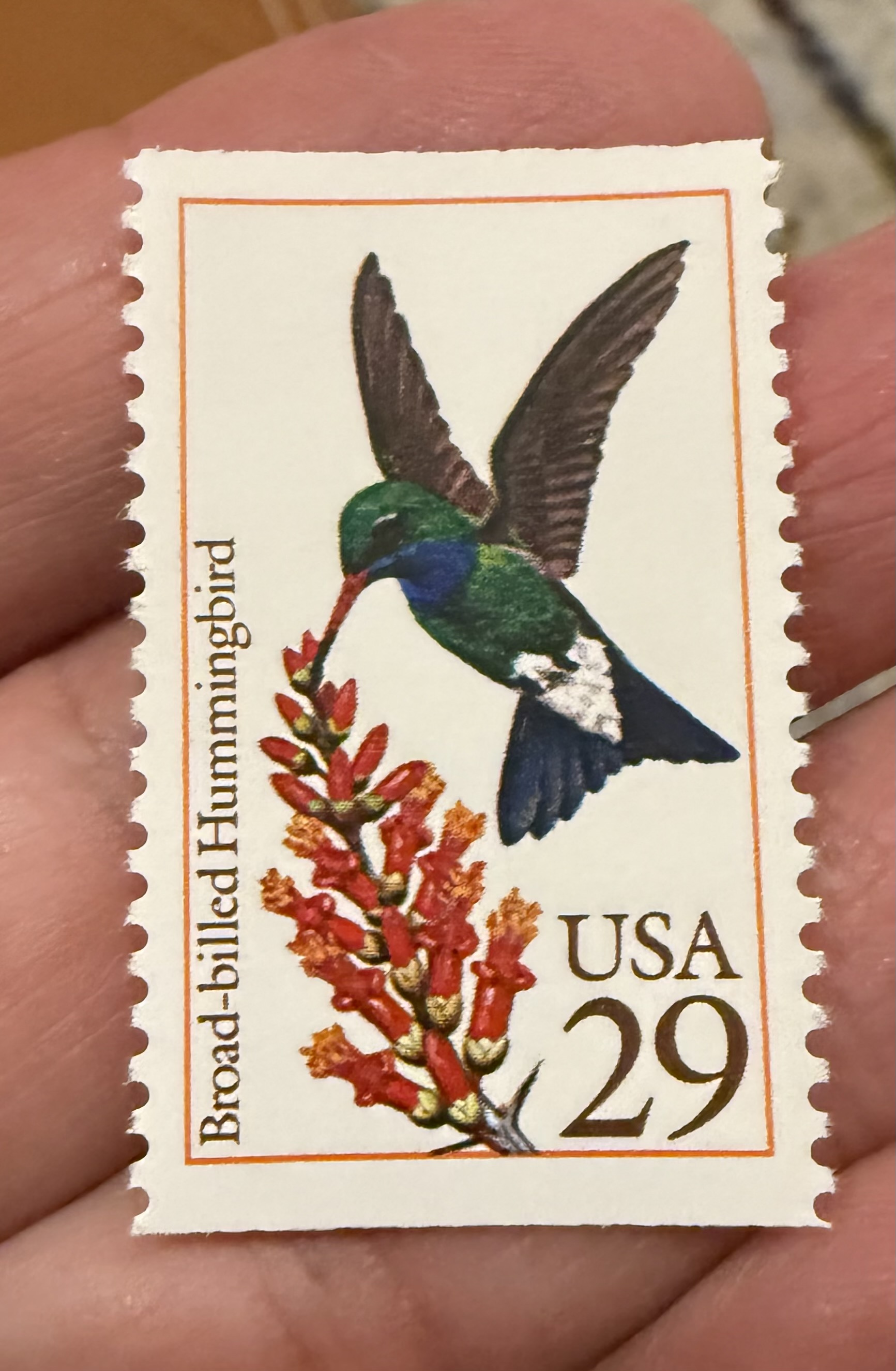 Broad Billed Hummingbird-USA