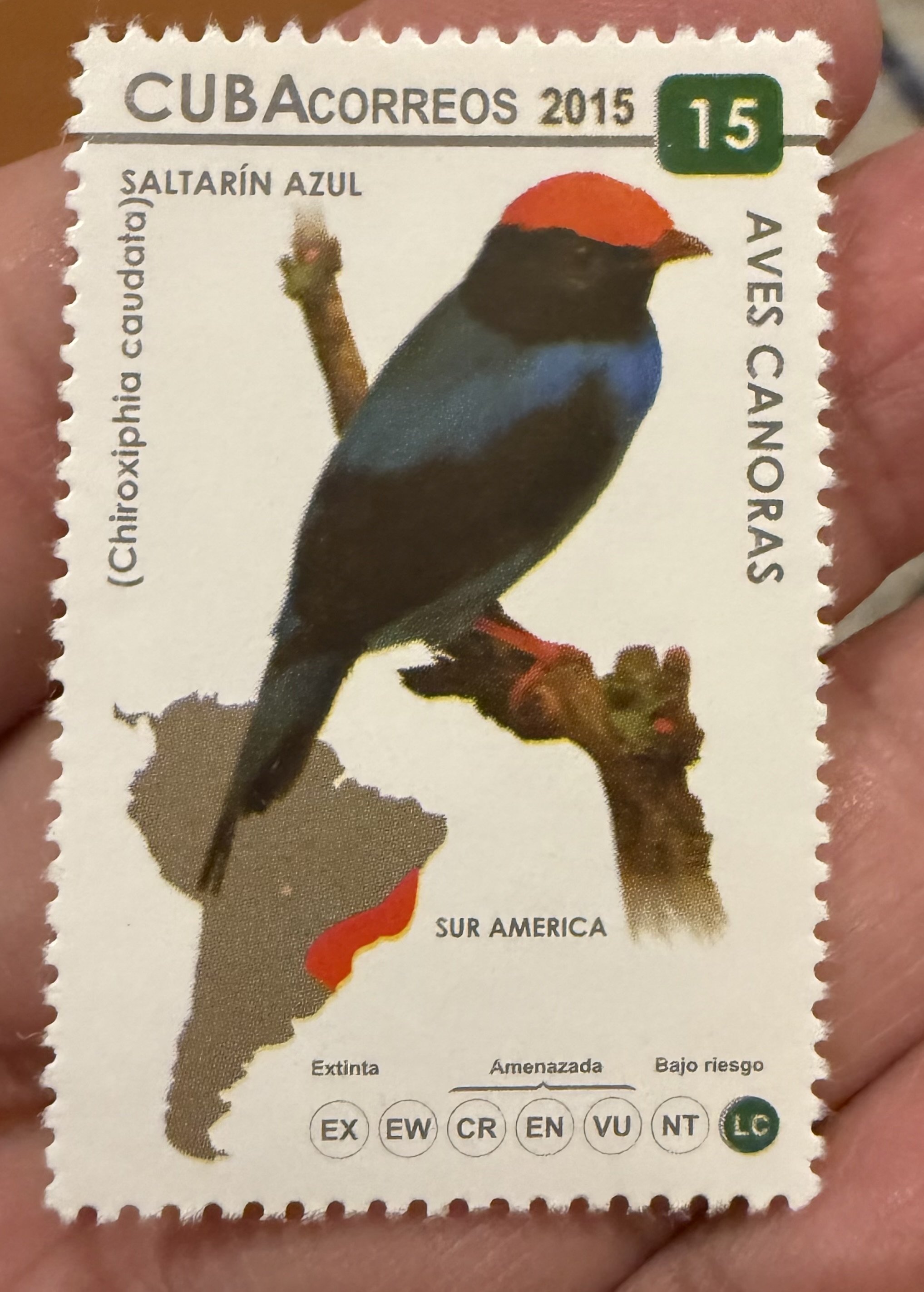 Swallow Tailed Manakin