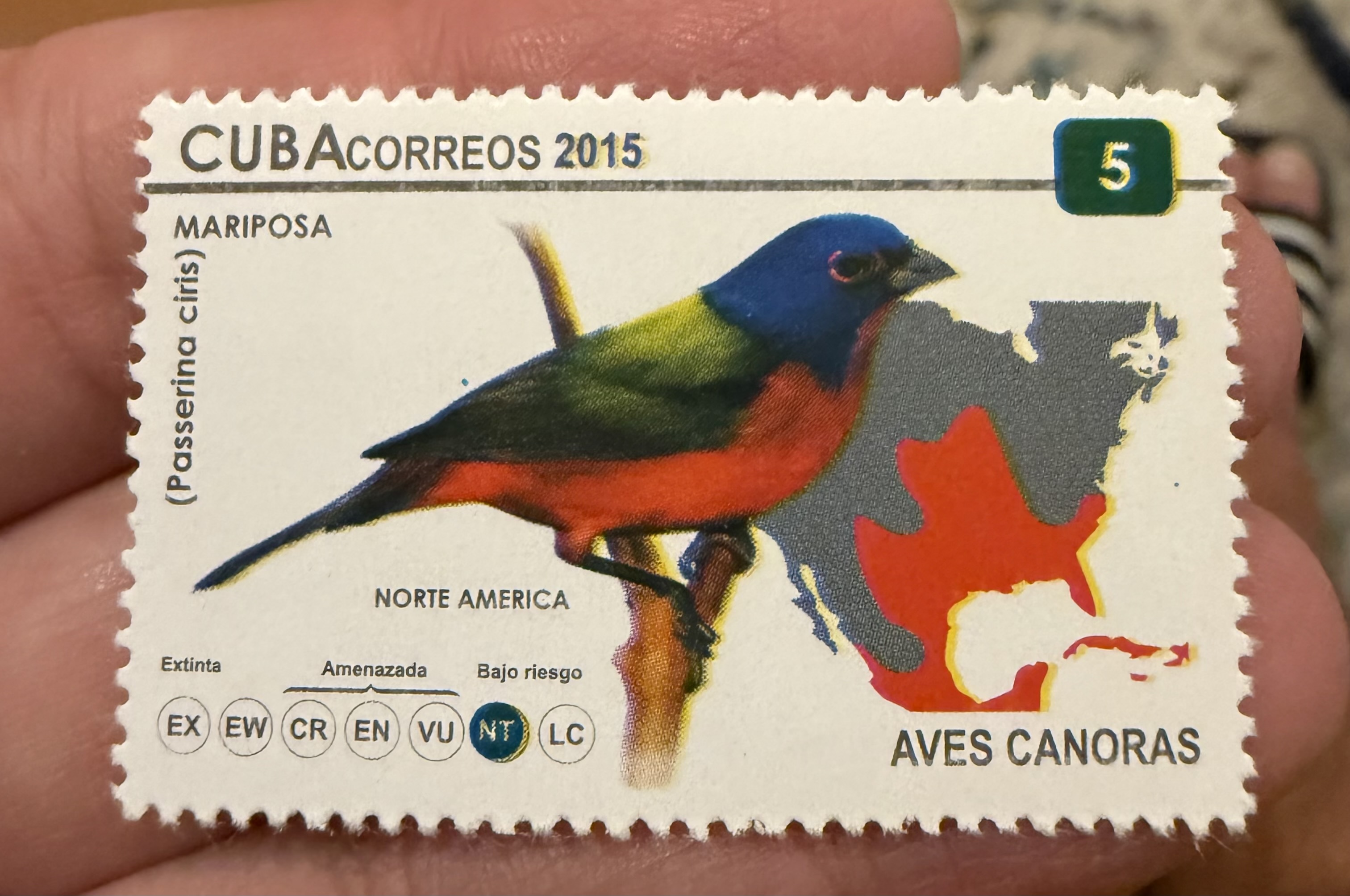 Painted Bunting-Cuba