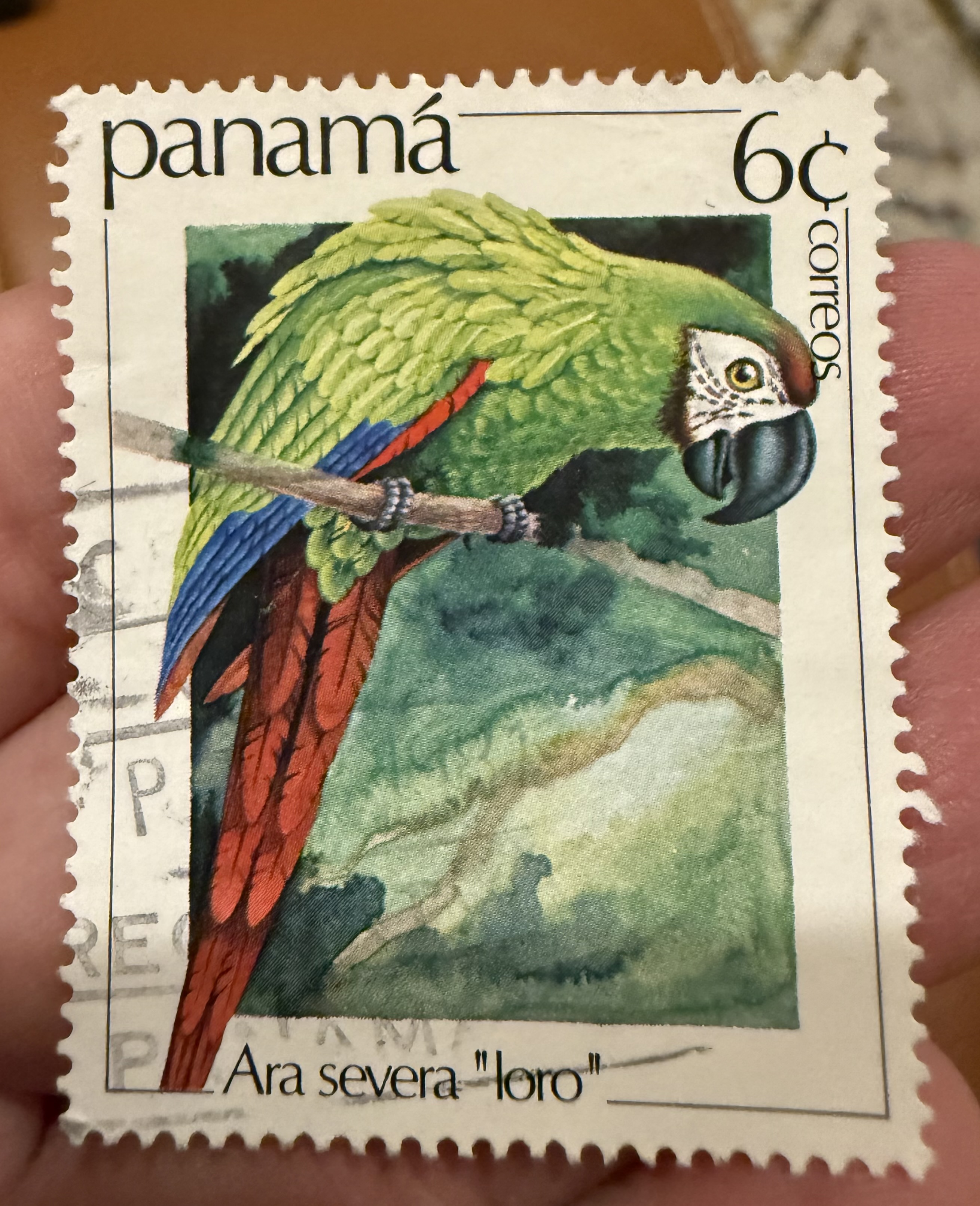 Chestnut Fronted Macaw