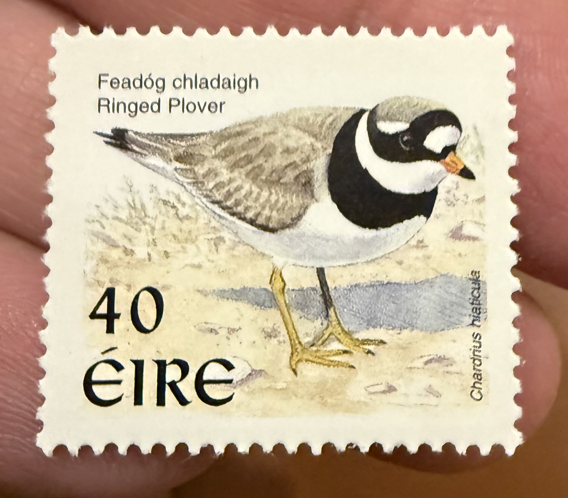 Ringed Plover Ireland