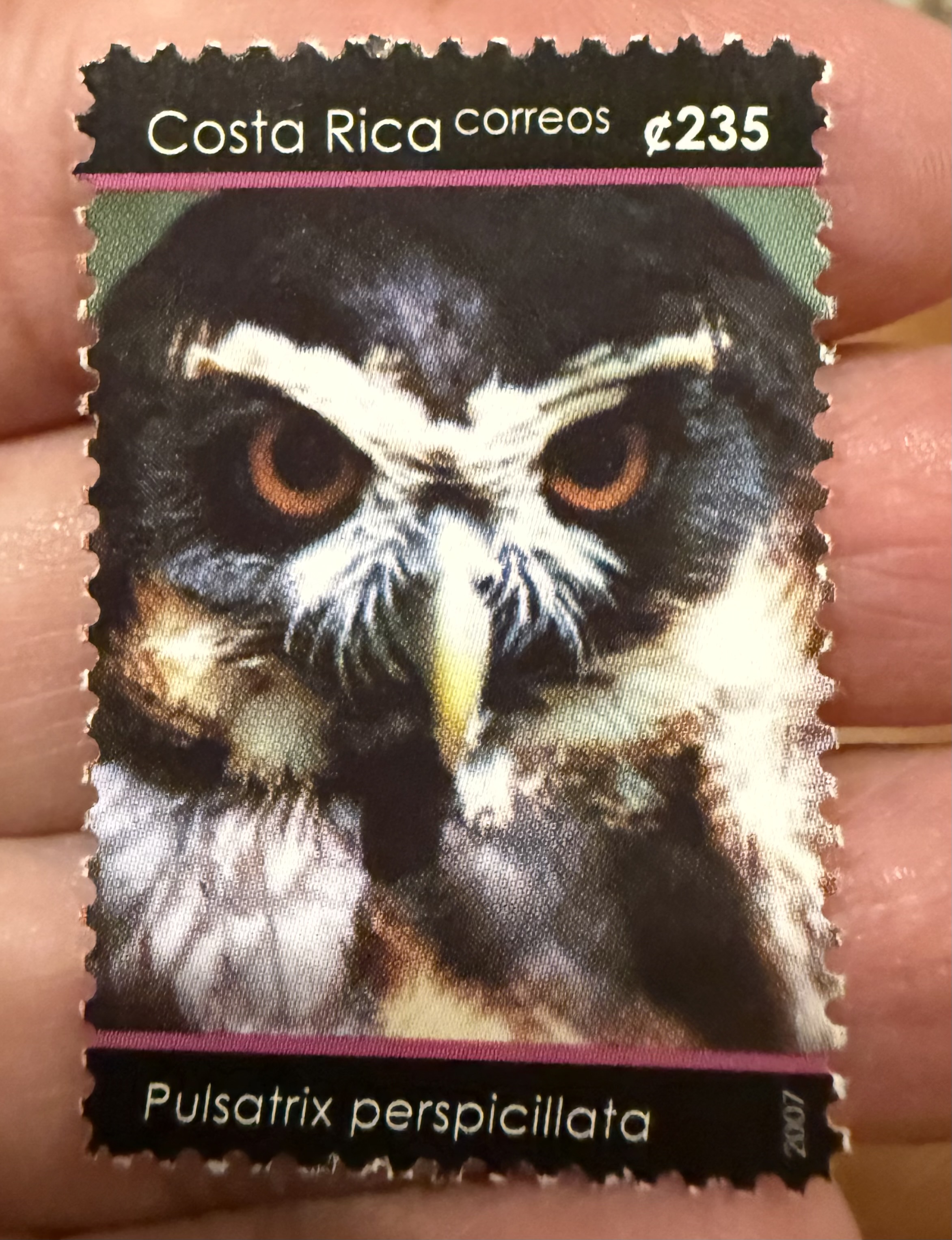 Spectacled Owl