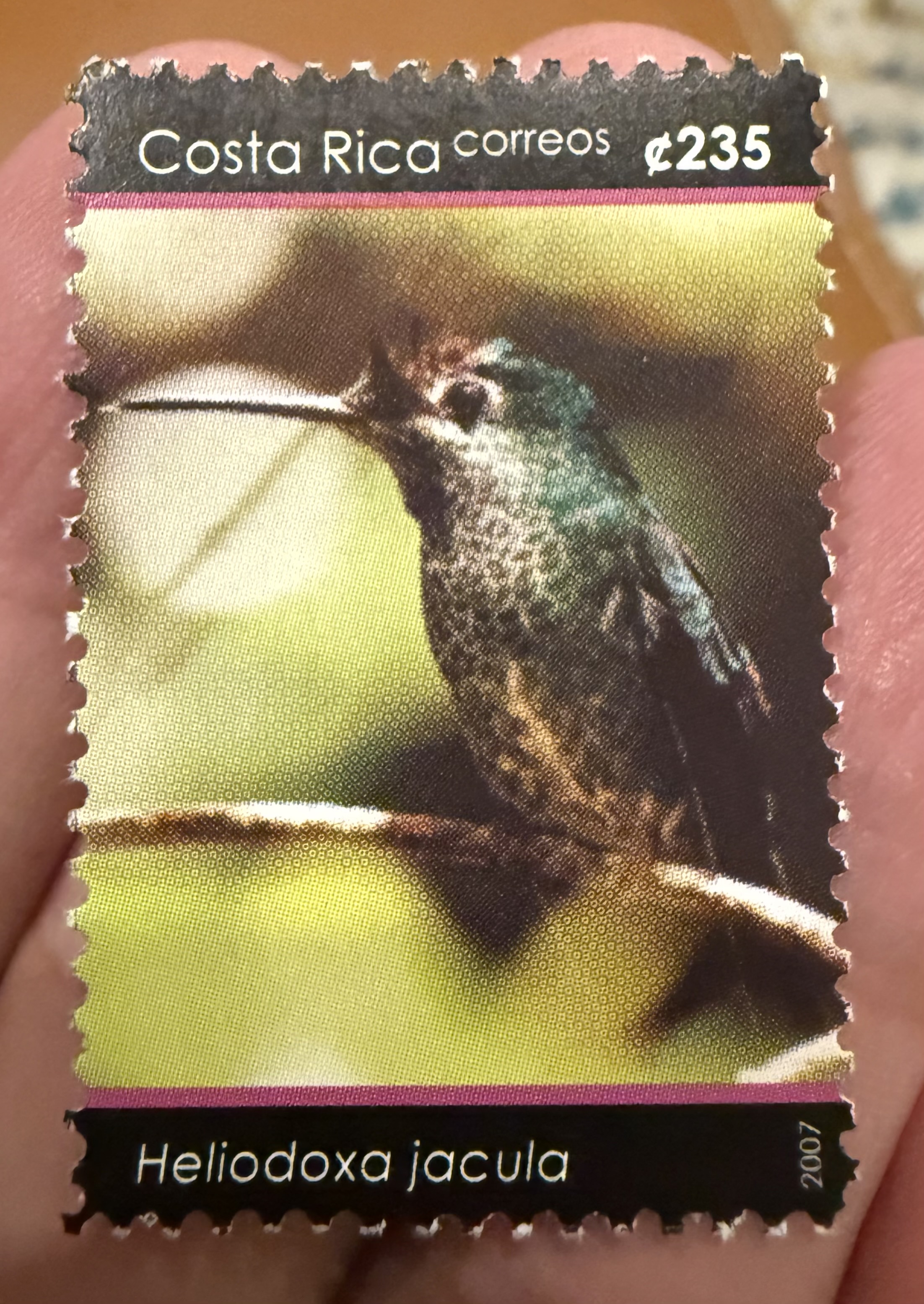 Violet Fronted Hummingbirf