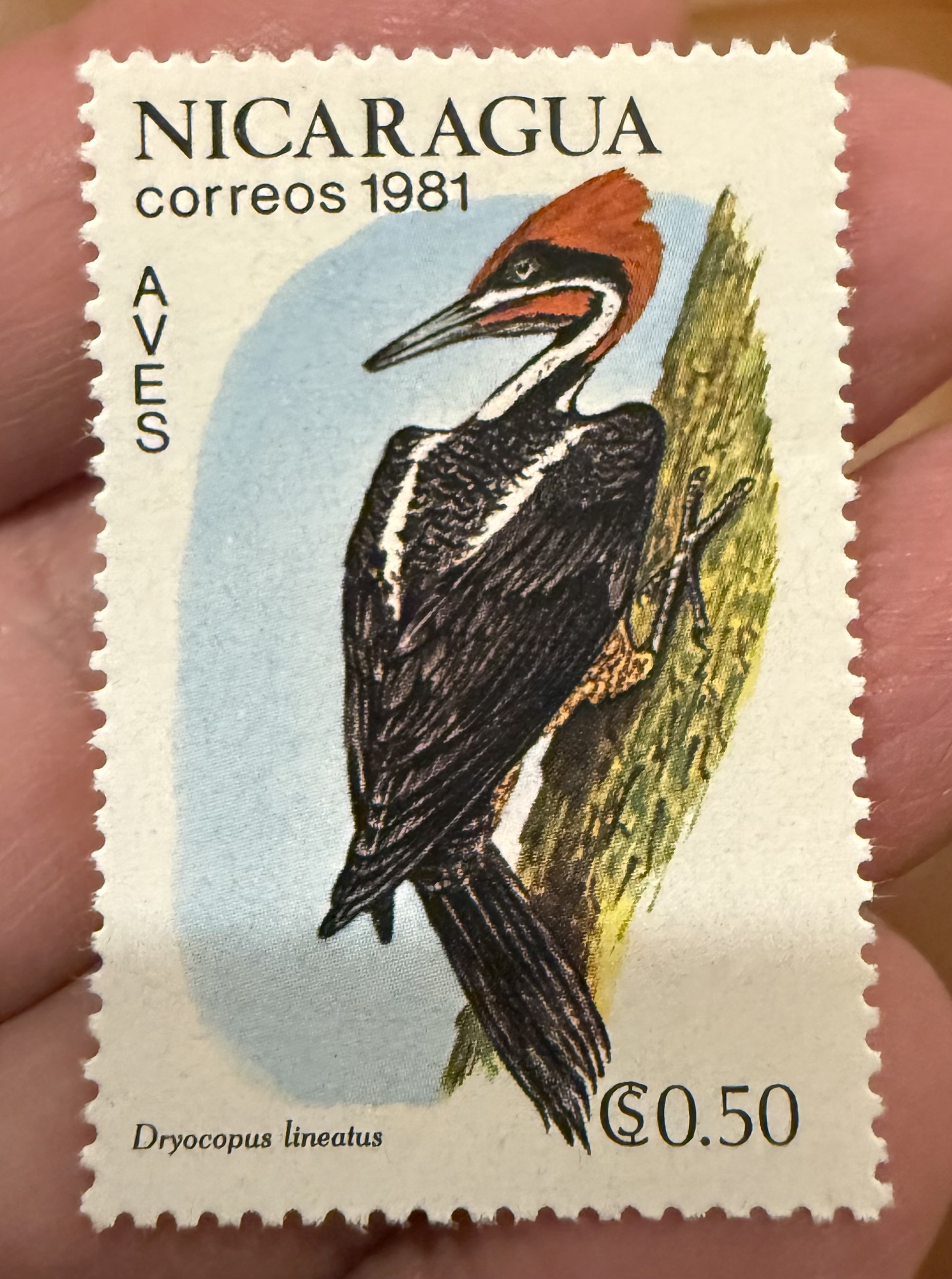 Lineated Woodpecker-Nicaragua