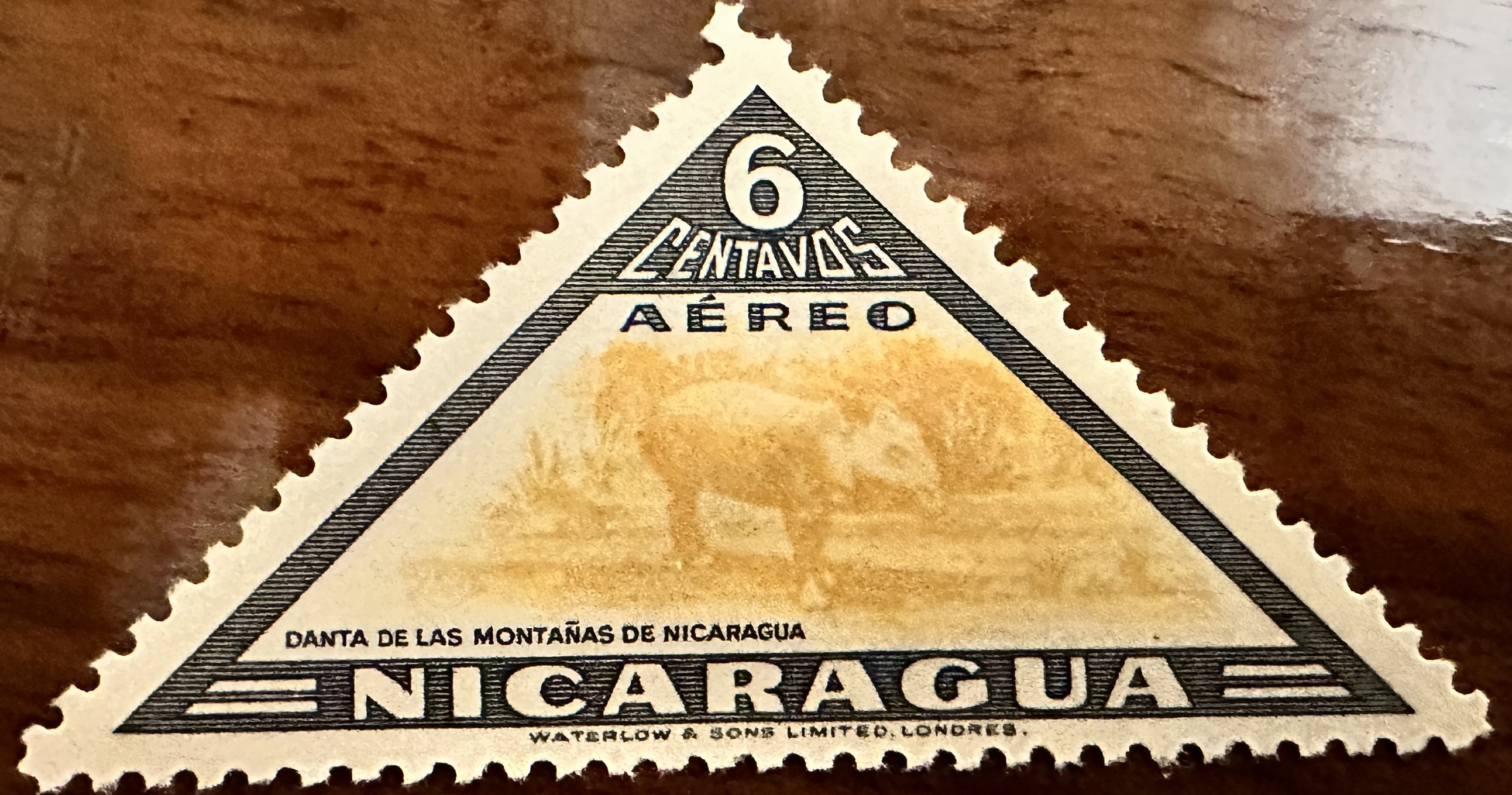 Nicaragua Tapir