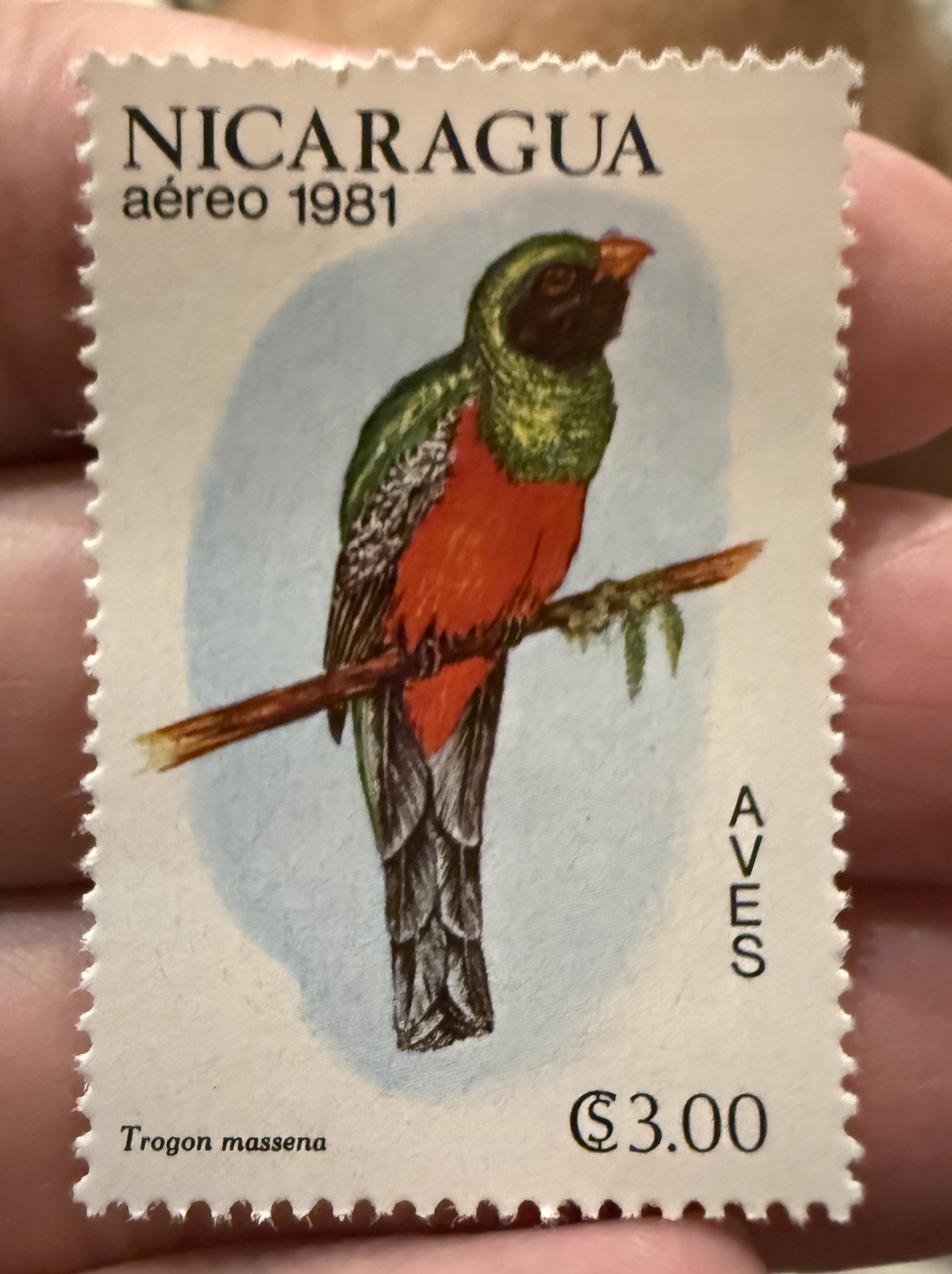 Slaty Tailed Trogon-Nicaragua