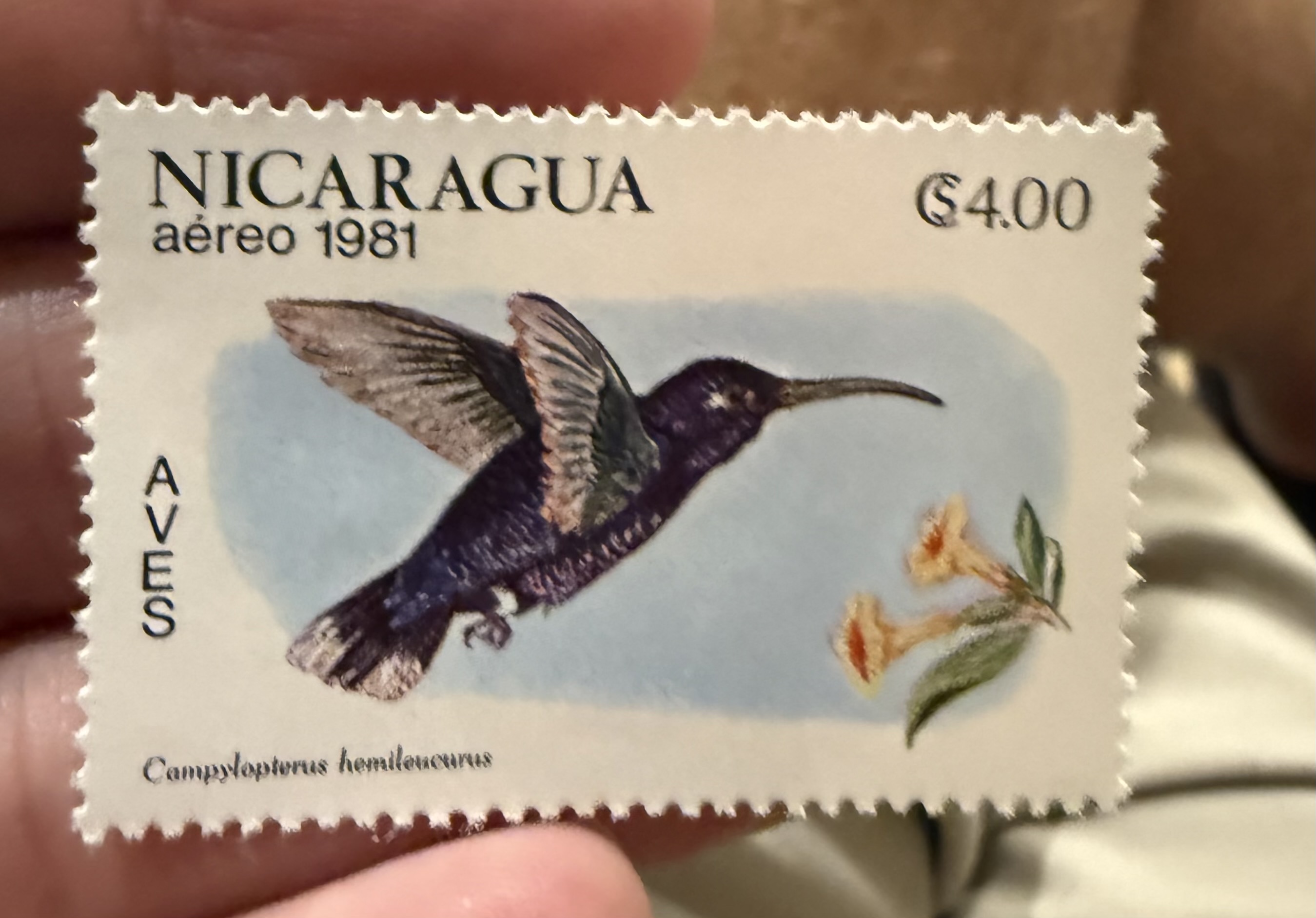 Violet Sabrewing Hummingnird