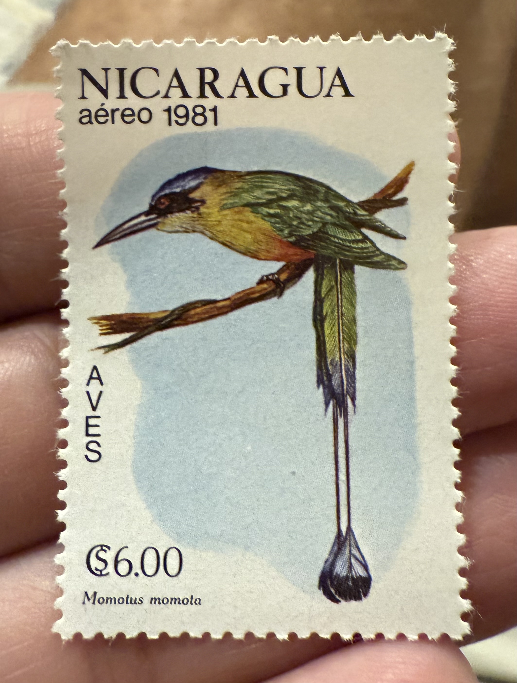 Blue Crowned Momot /Nicaragua