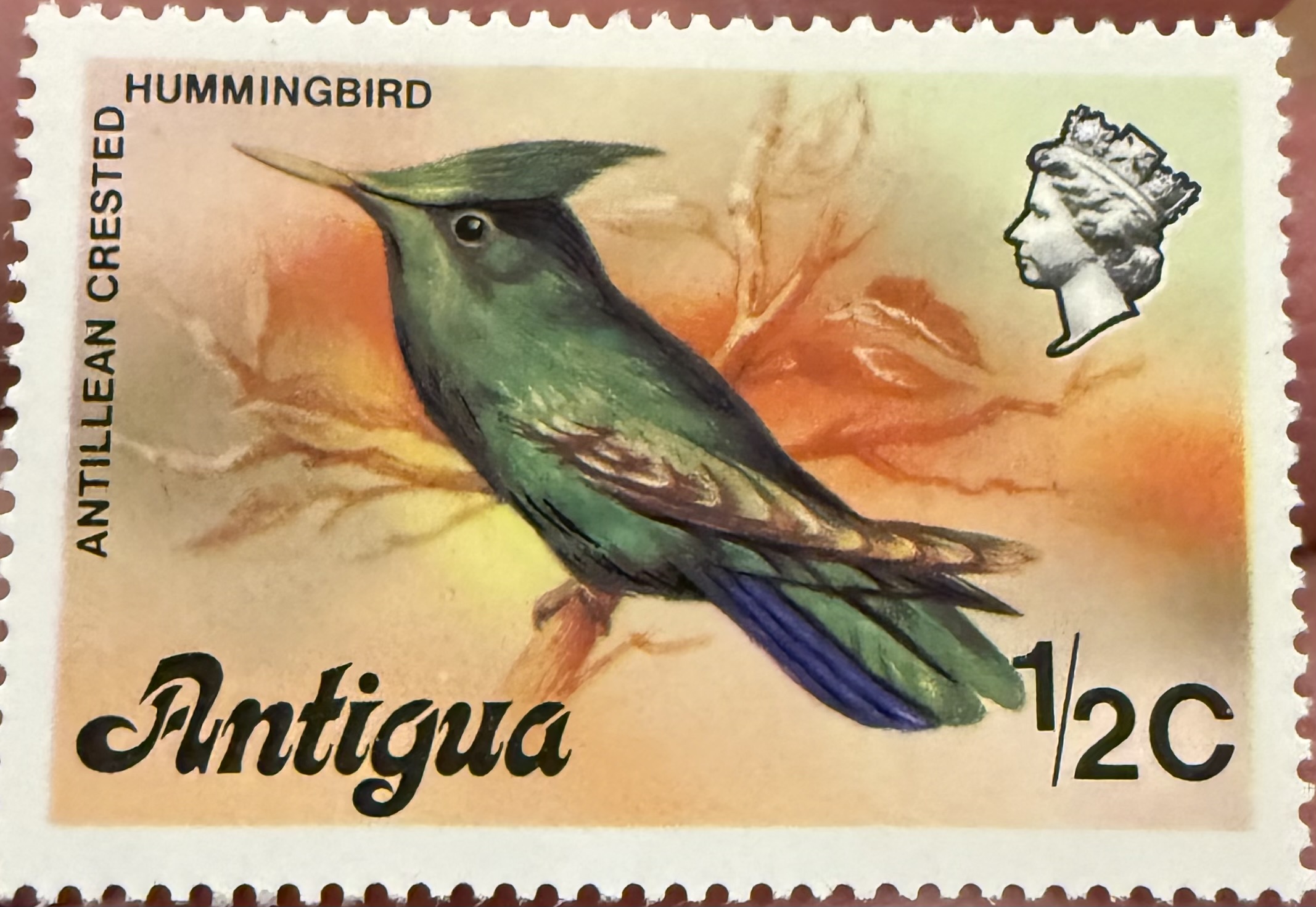 Antillean Crested Hummingbird