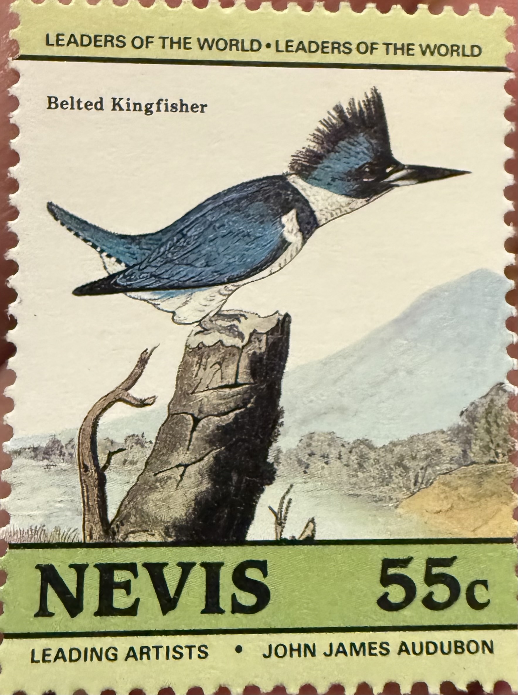 Belted Kingfisher-Nevis