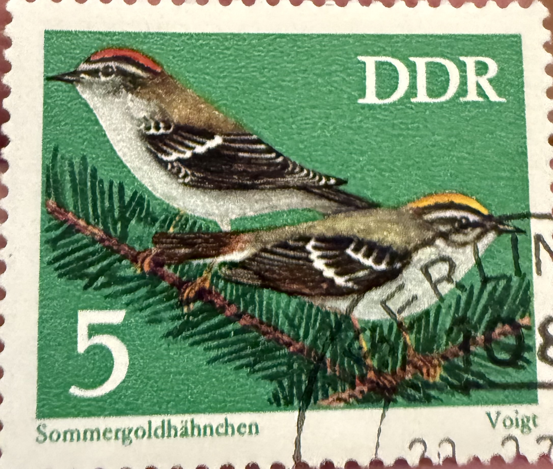 Common Firecrest