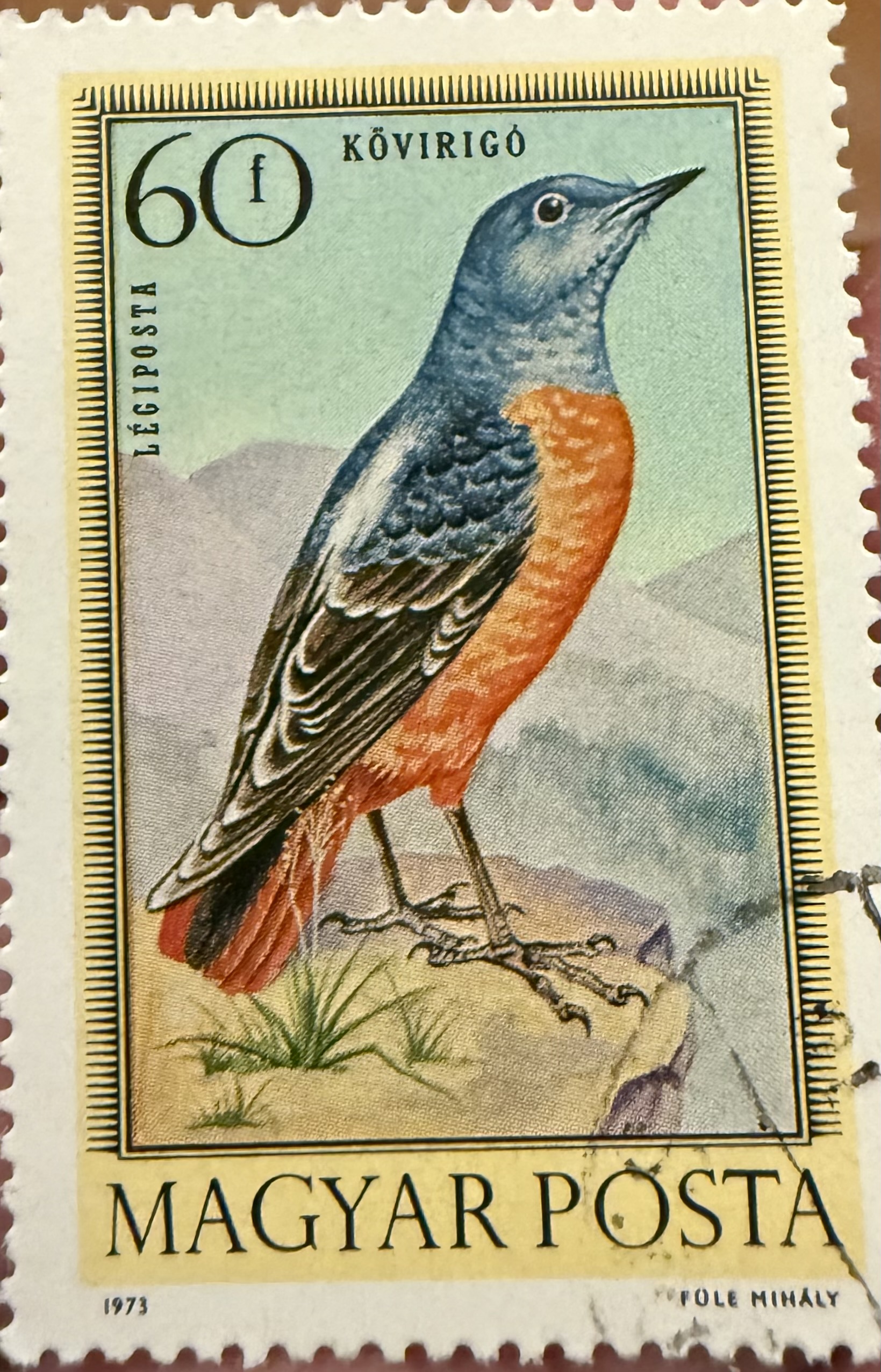 Common Rock Thrush