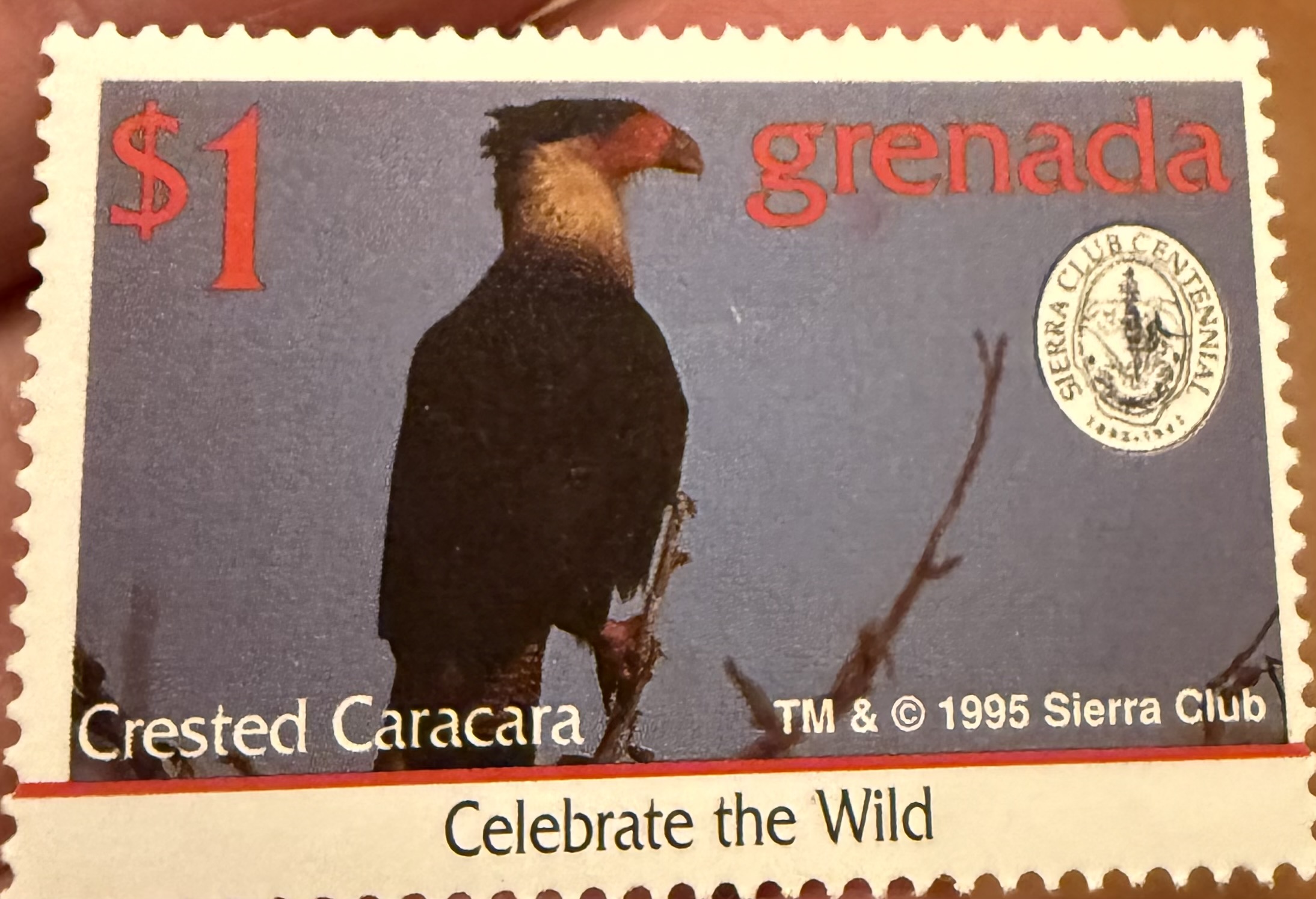 Crested Caracara-Grenada