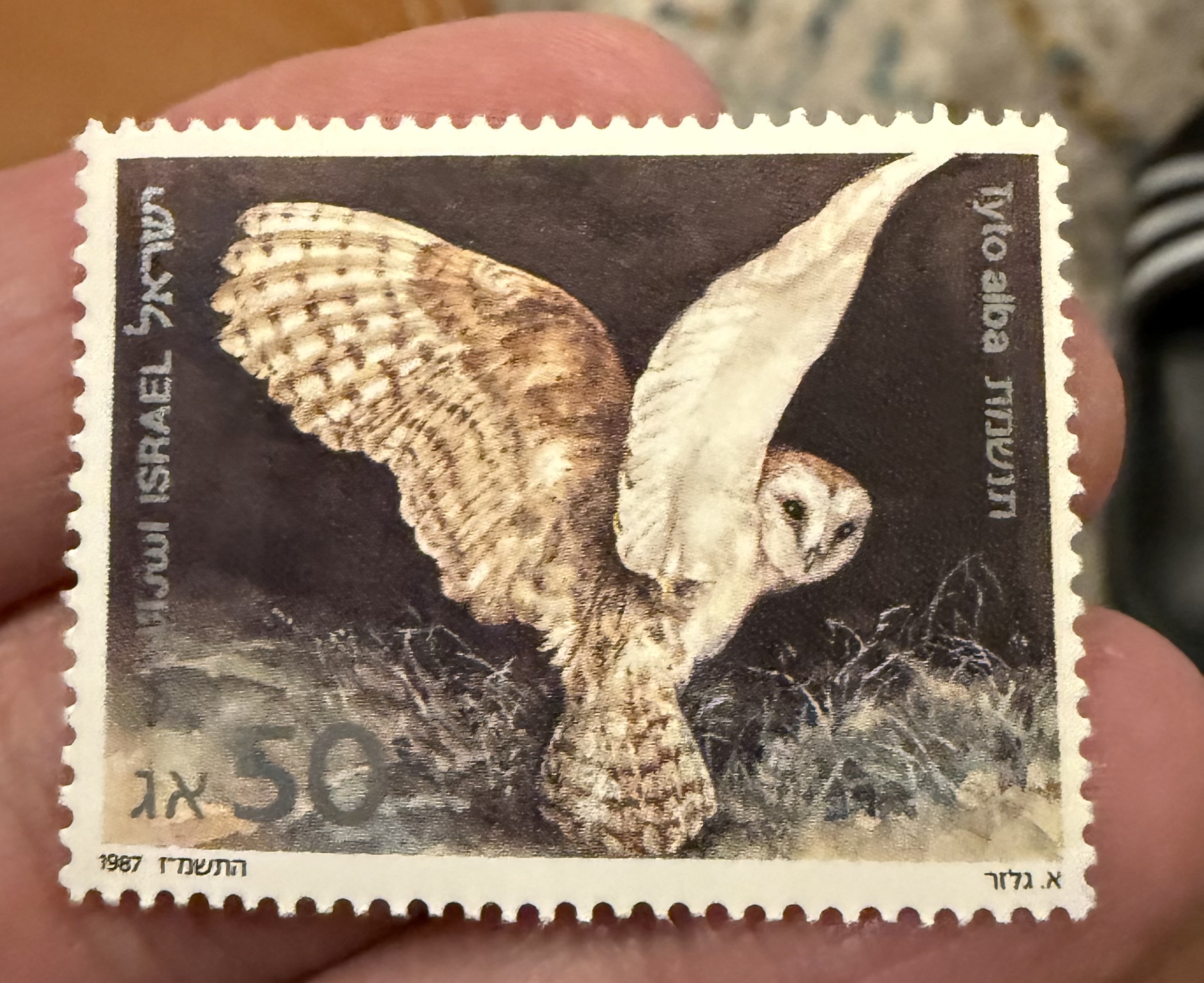 Common Barn Owl-Israel