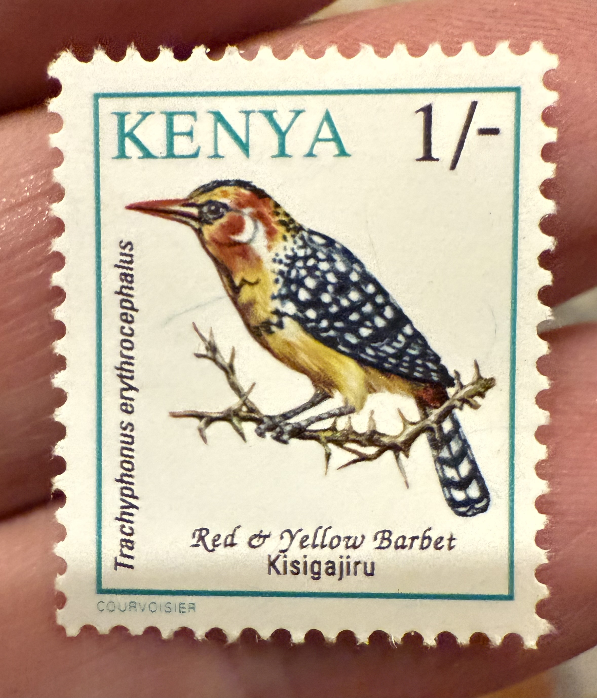 Red and Yellow Barbet