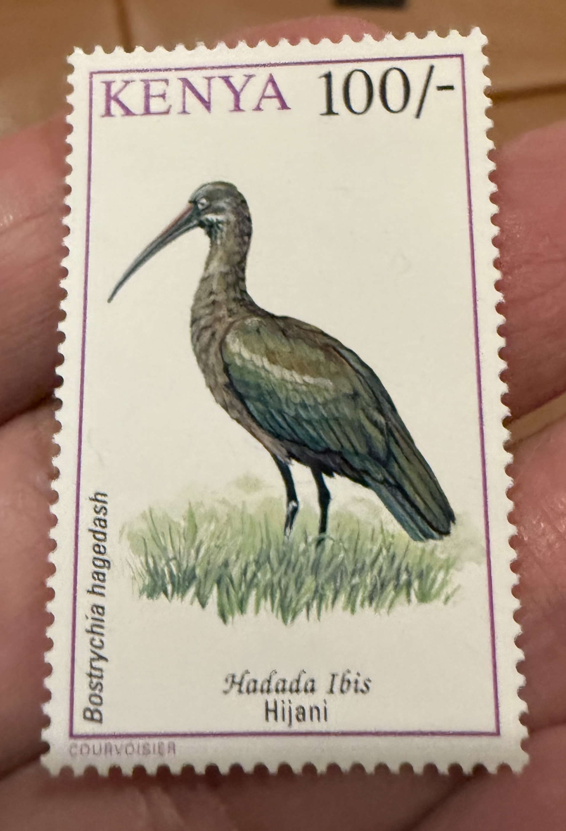 Hadada Ibis