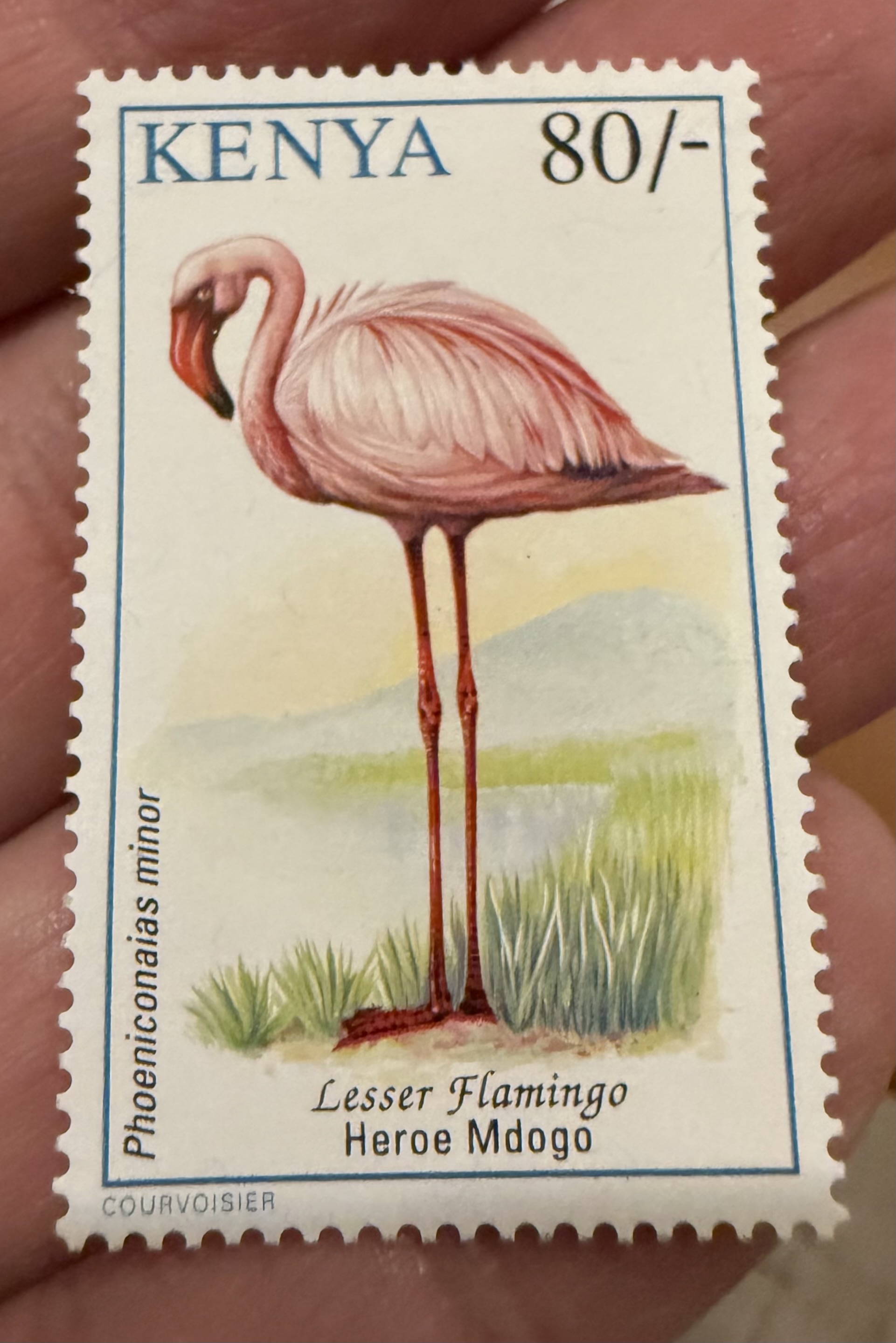 Lesser Flamingo