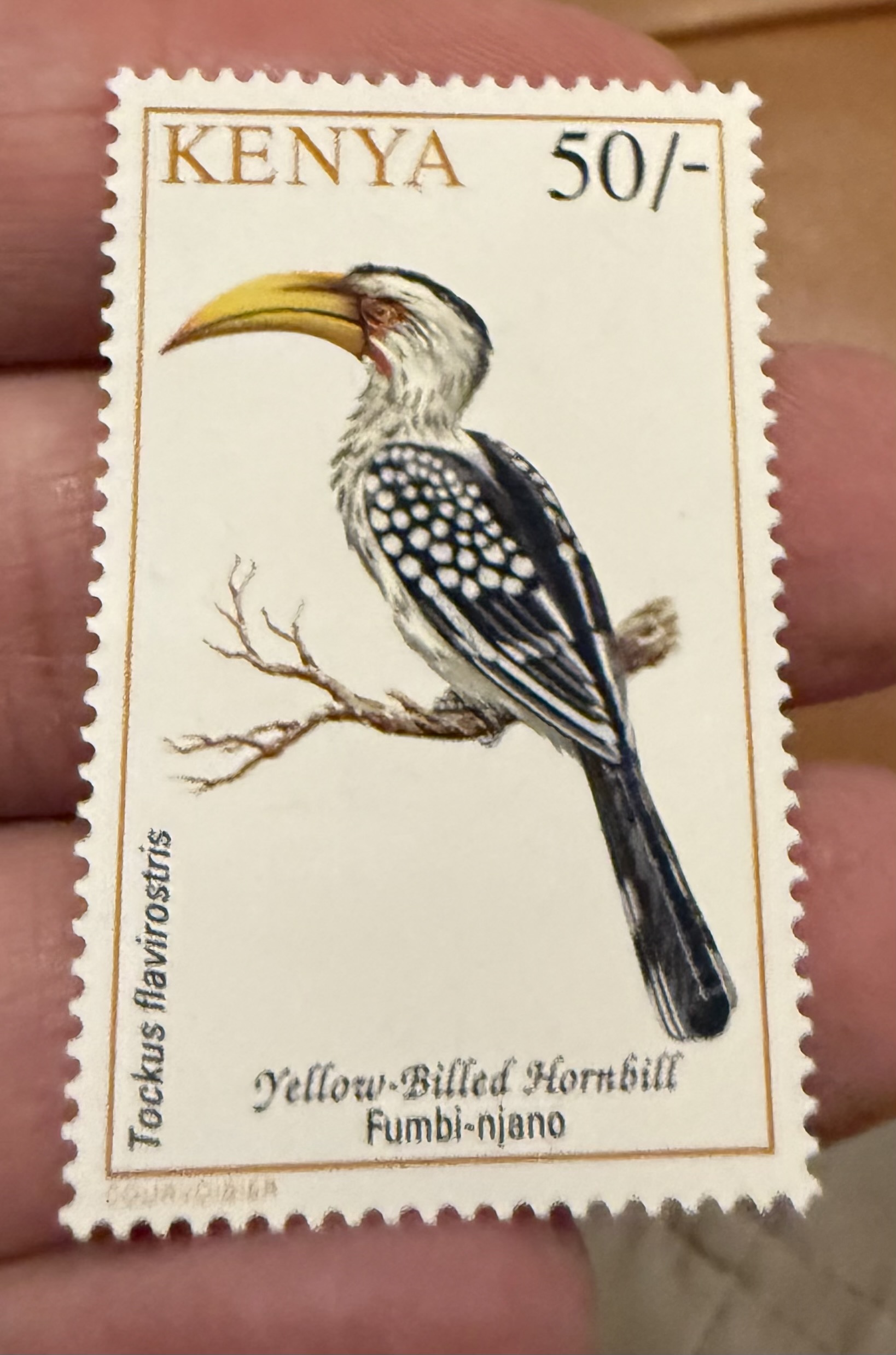 Yellow Billed Hornbill