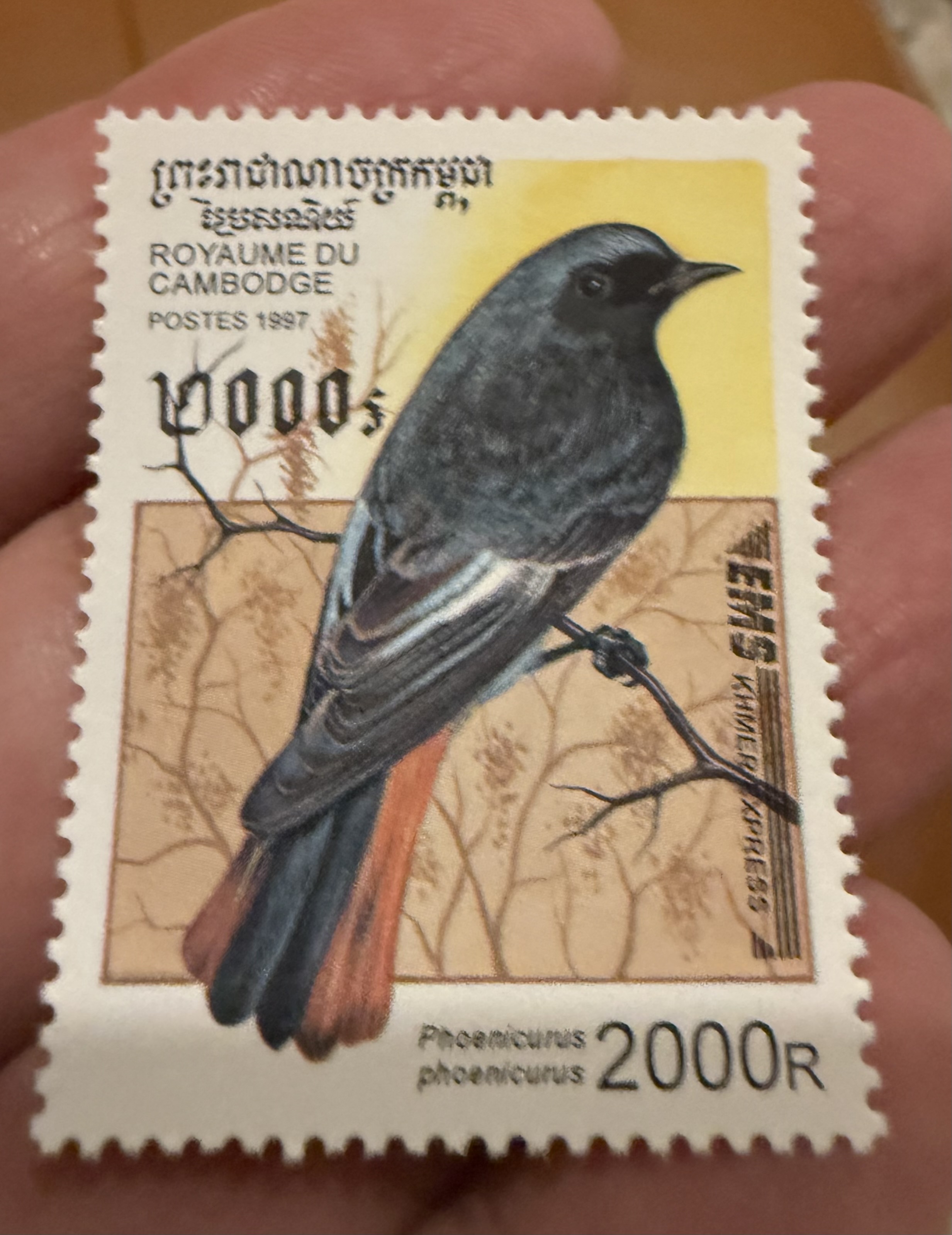 Common Redstart