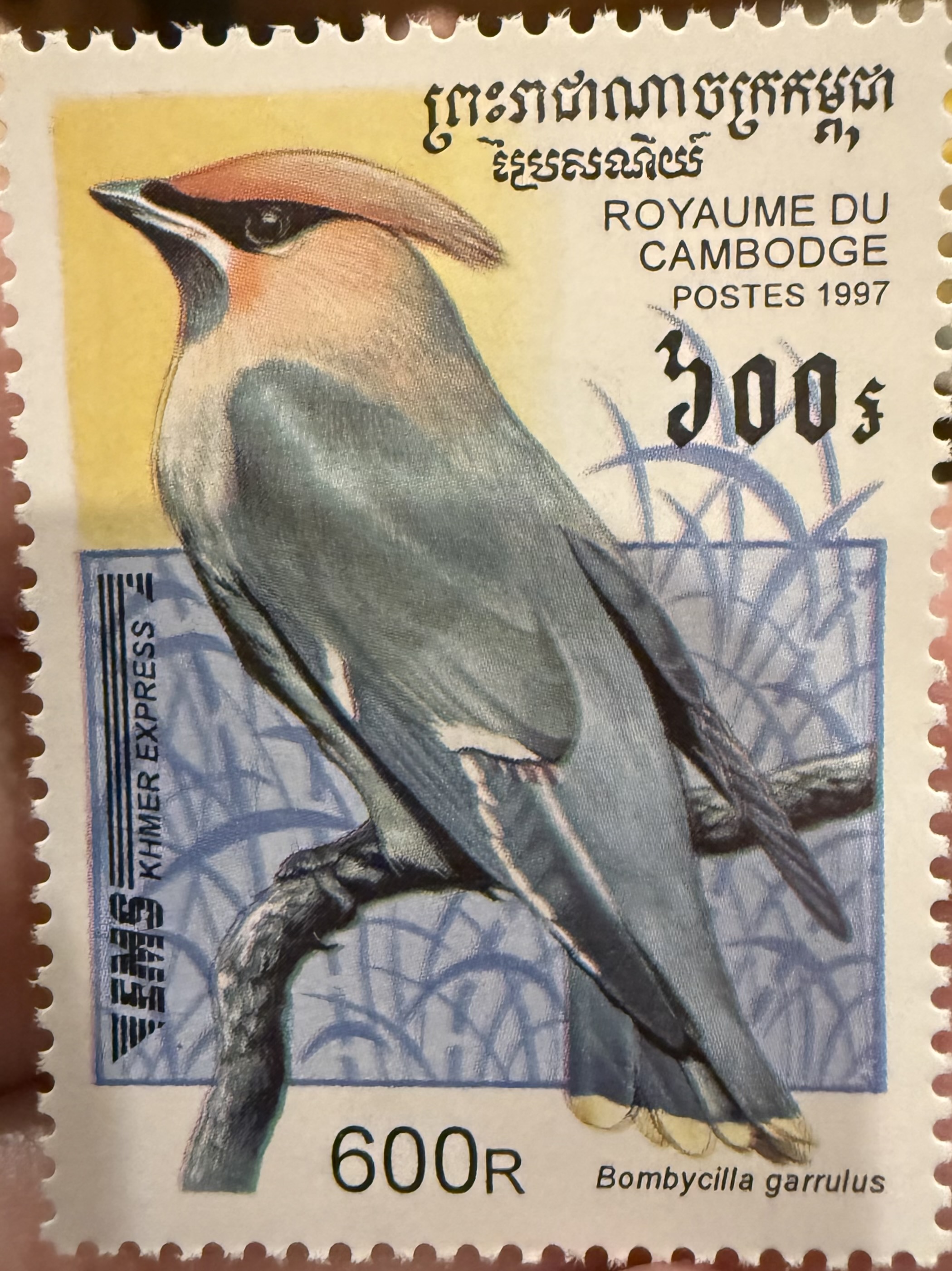 Bohemian waxwing-1997