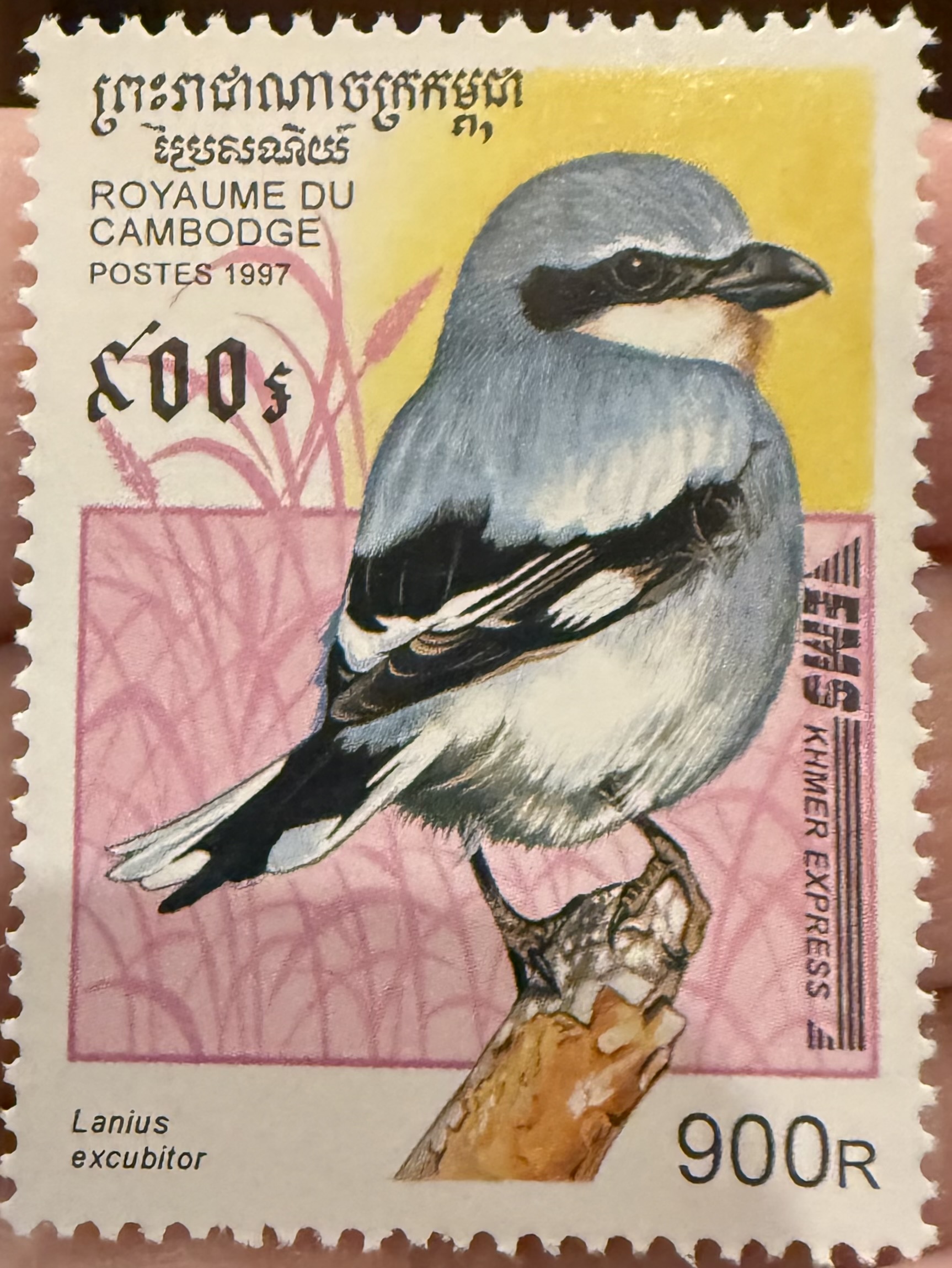 Northern Shrike-Cambodia