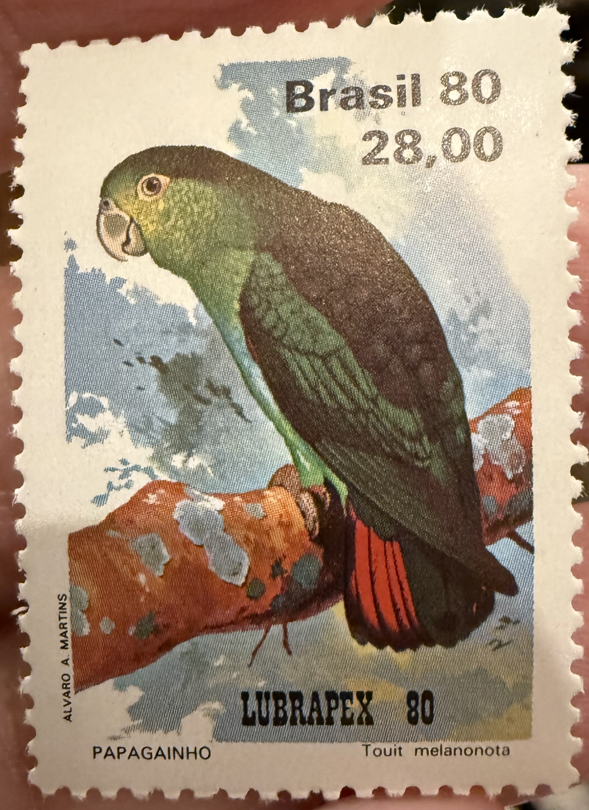 Brown Backed Parrotlet