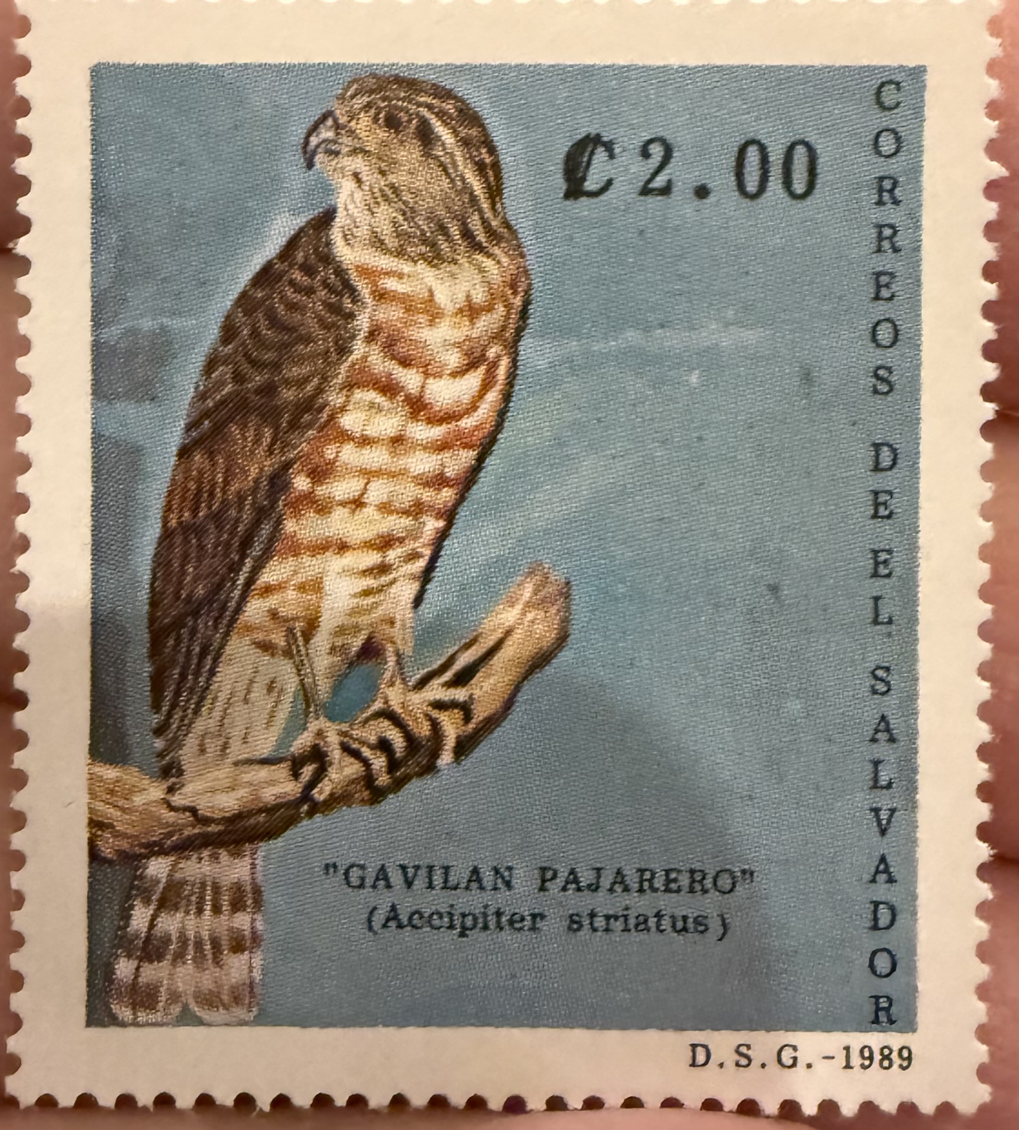 Hawk -El Salvador