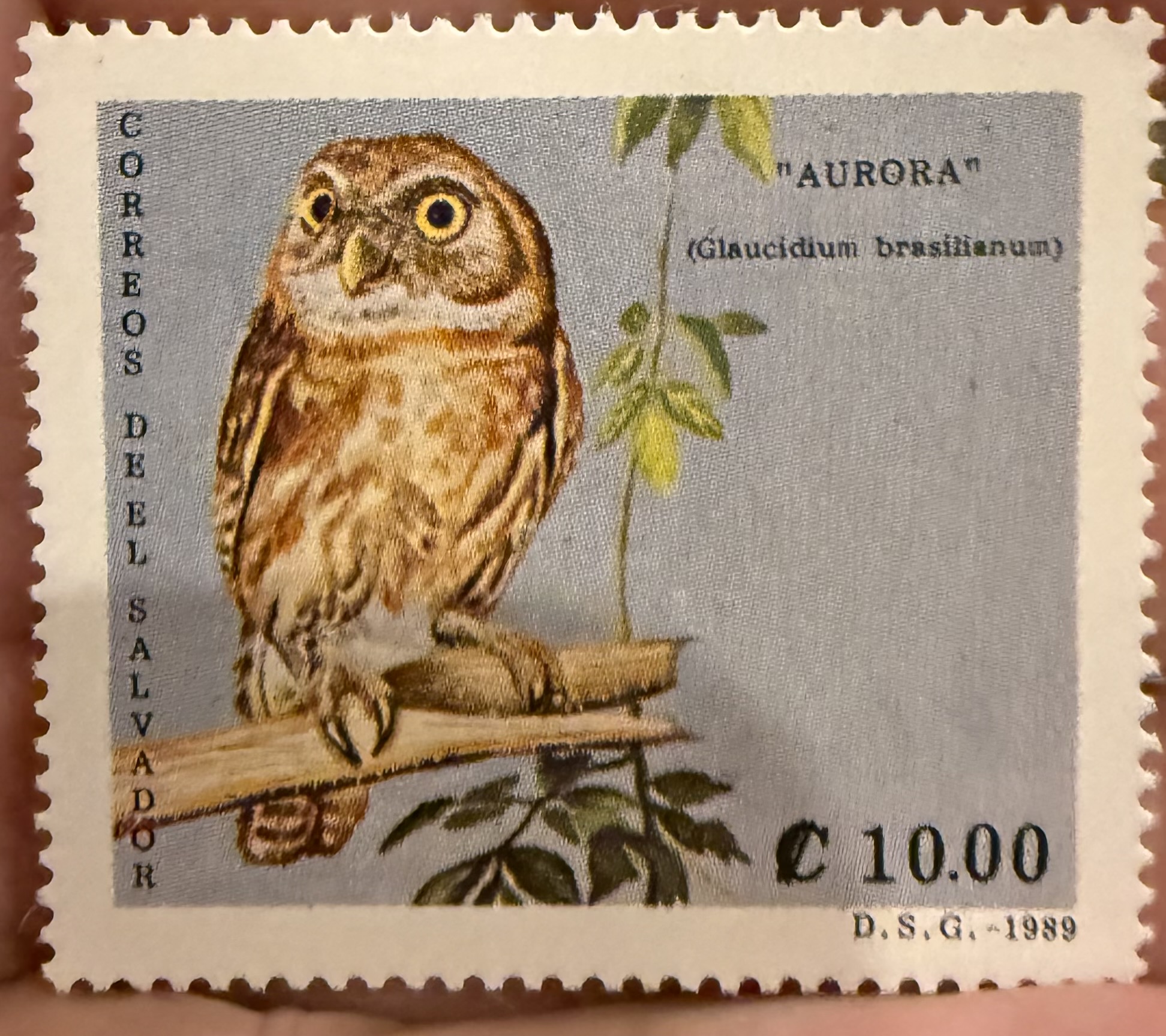 Ferruginous Pygmy Owl