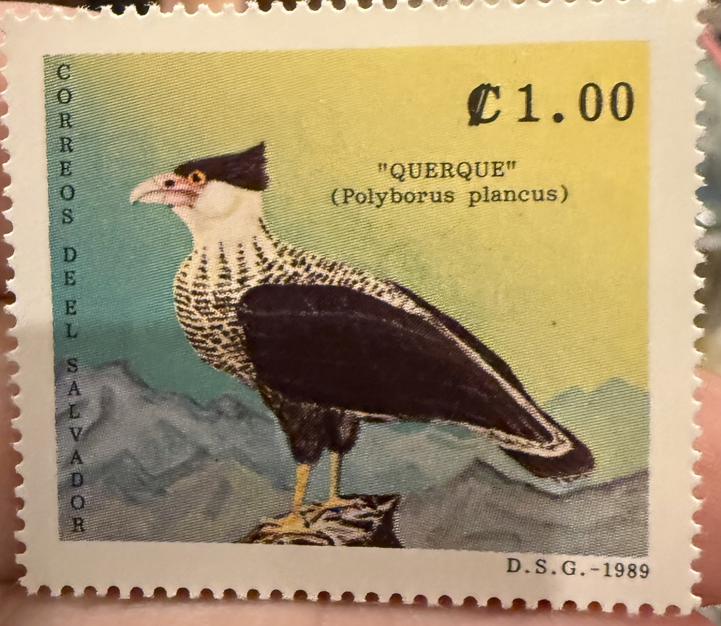 Crested Caracara -El Savador