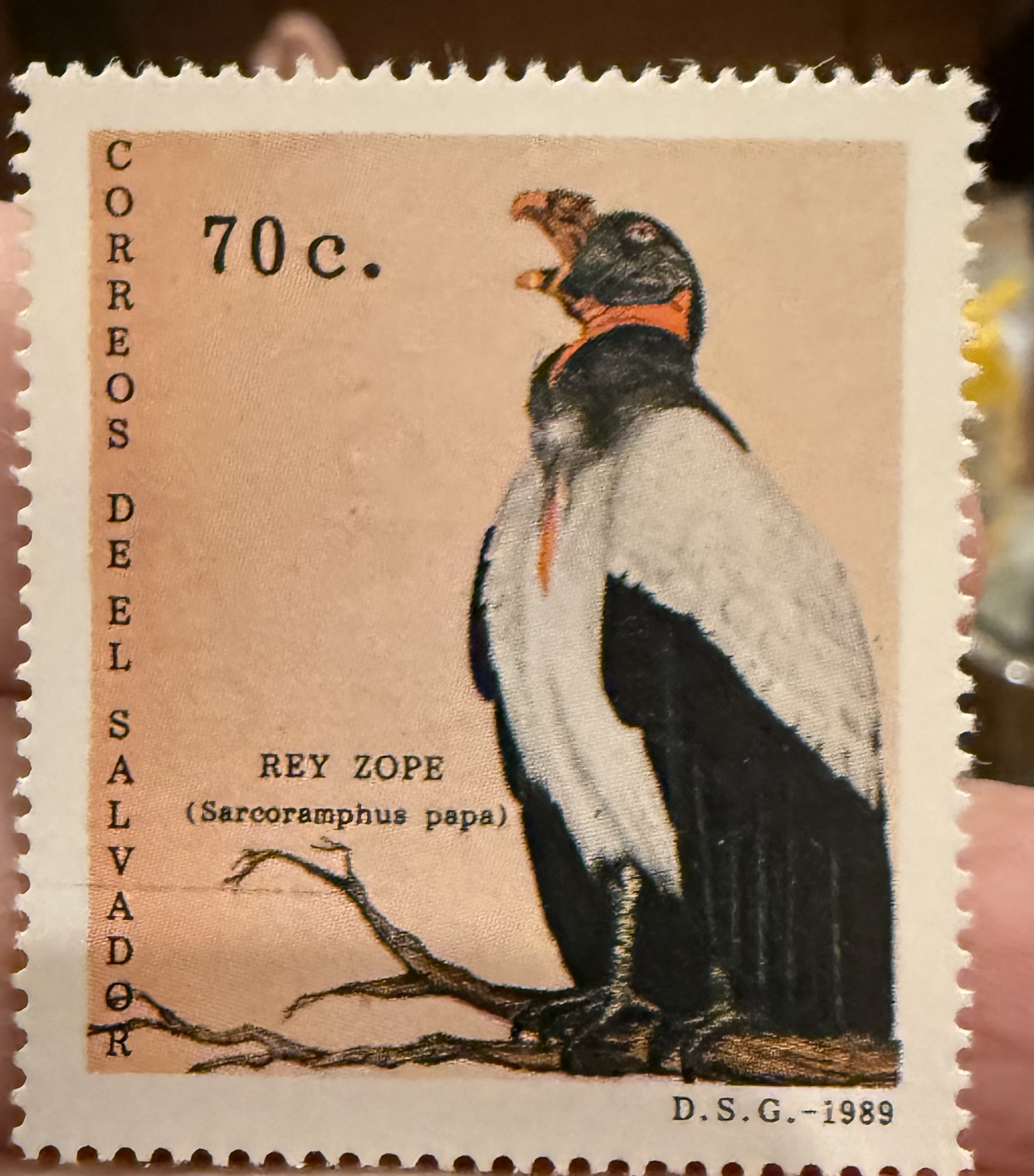 King Vulture-El Salvador