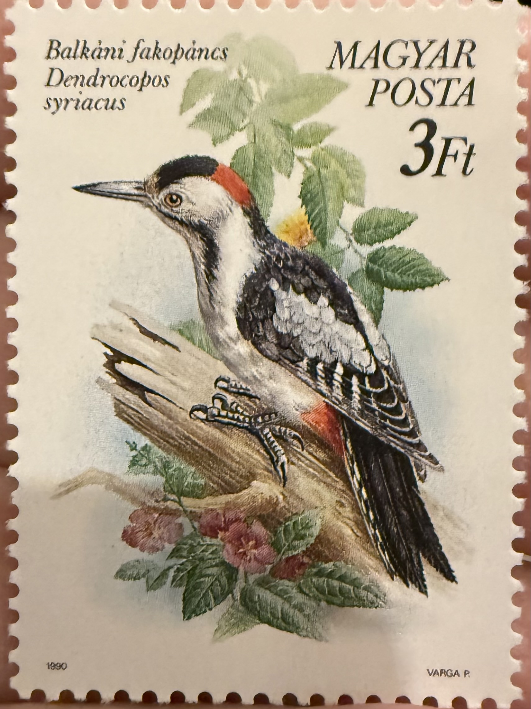 Syrian Woodpecker