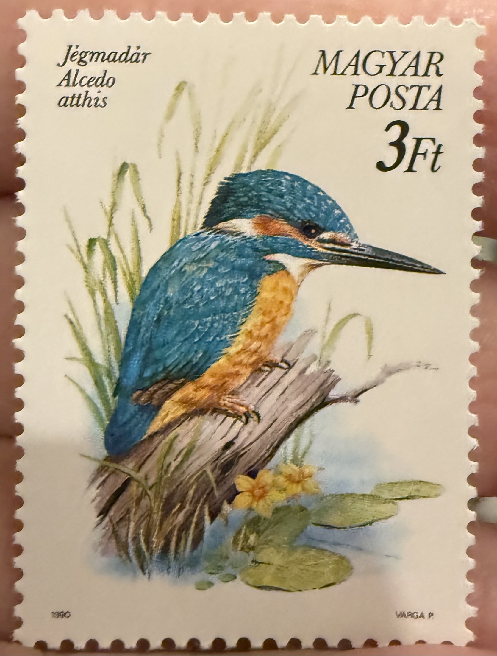 Common Kingfisher-Hungary
