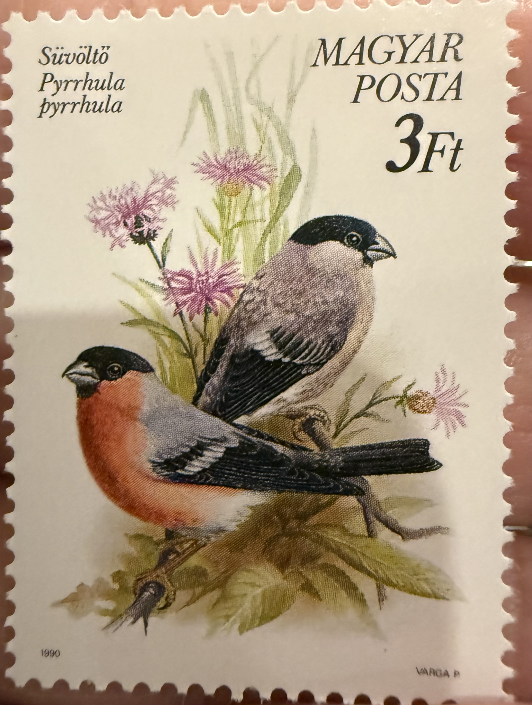 Eurasian Bullfinch