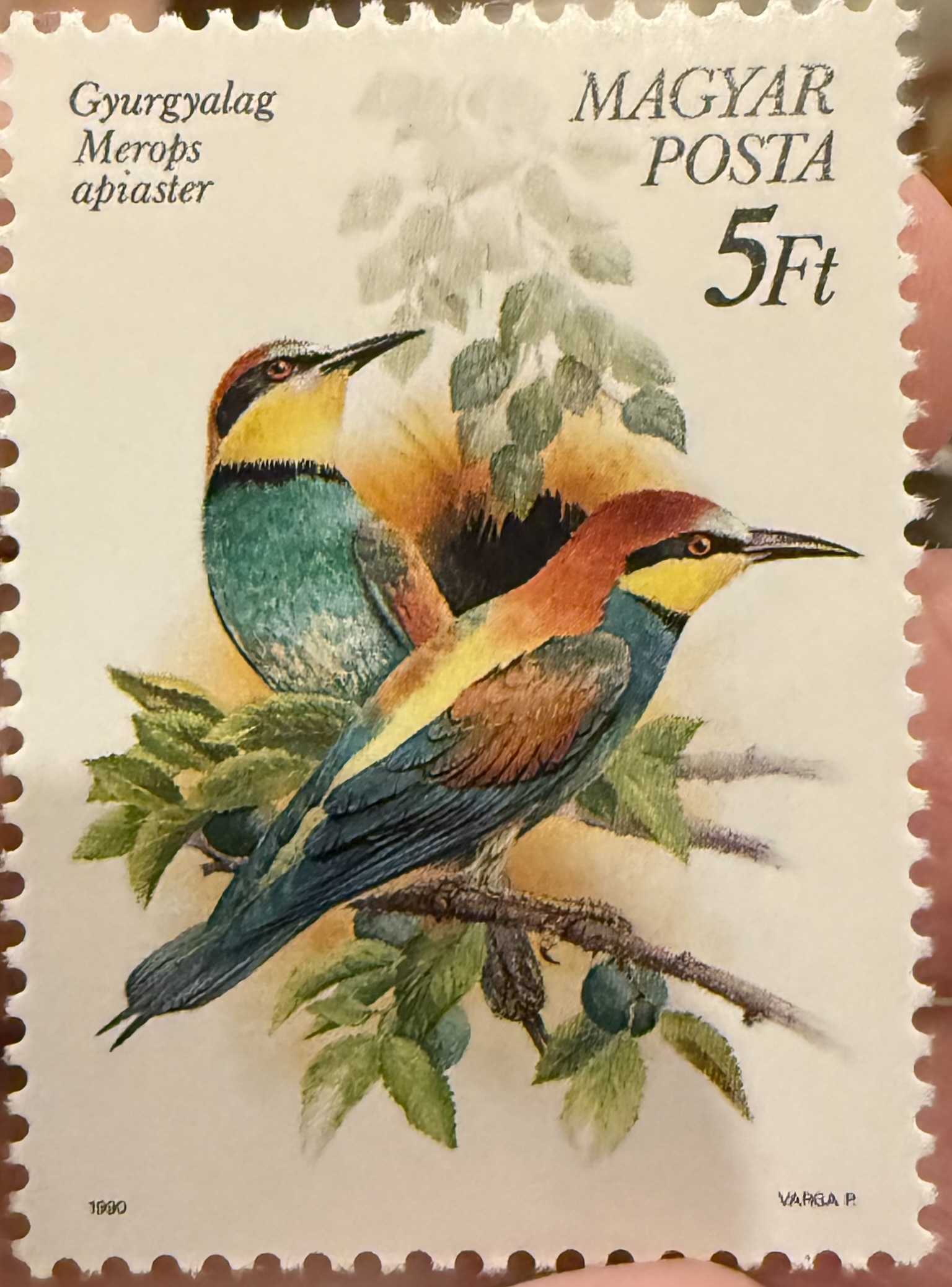 European Bee Eater - Hungary
