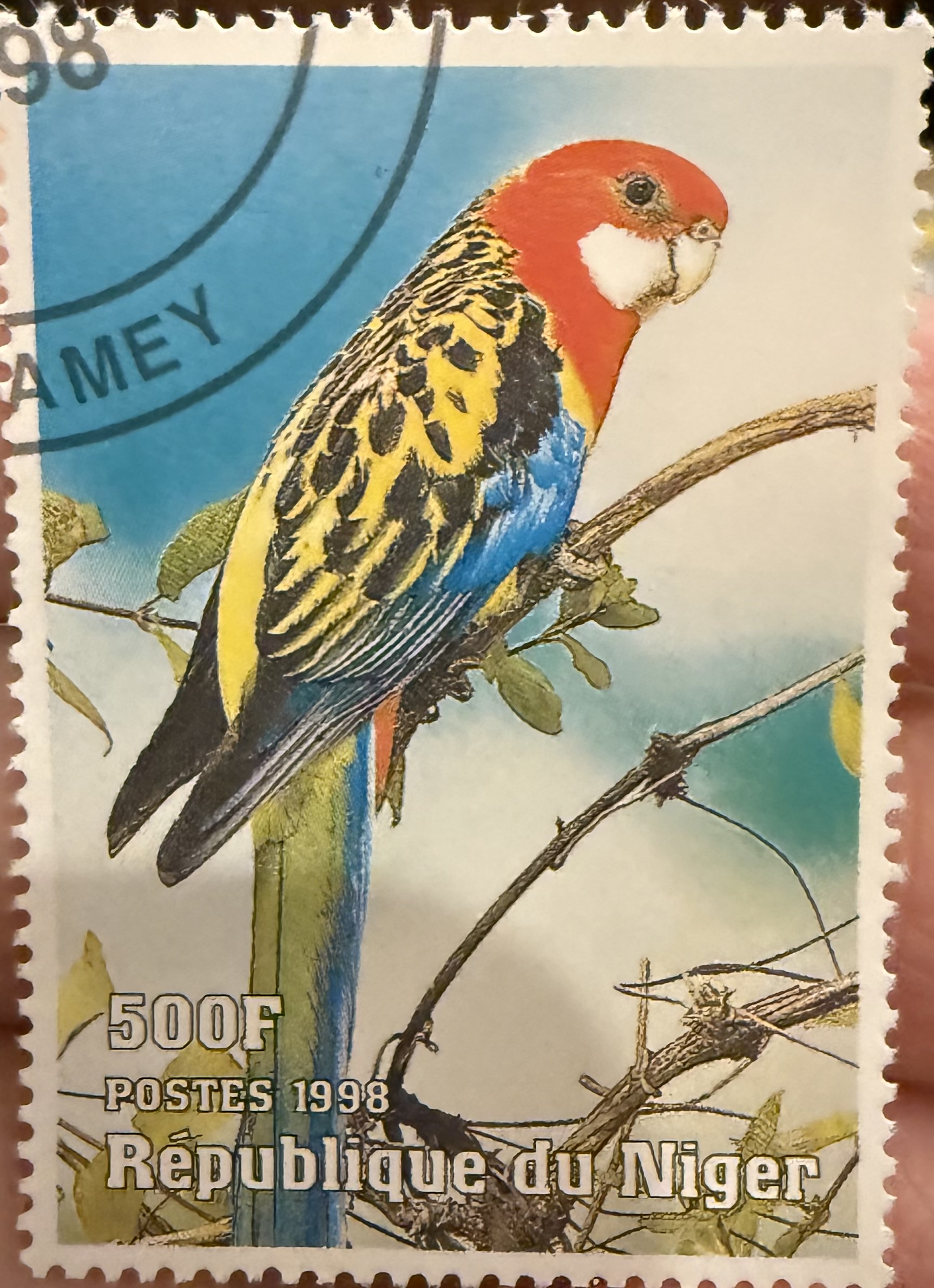 Eastern Rosella-Niger
