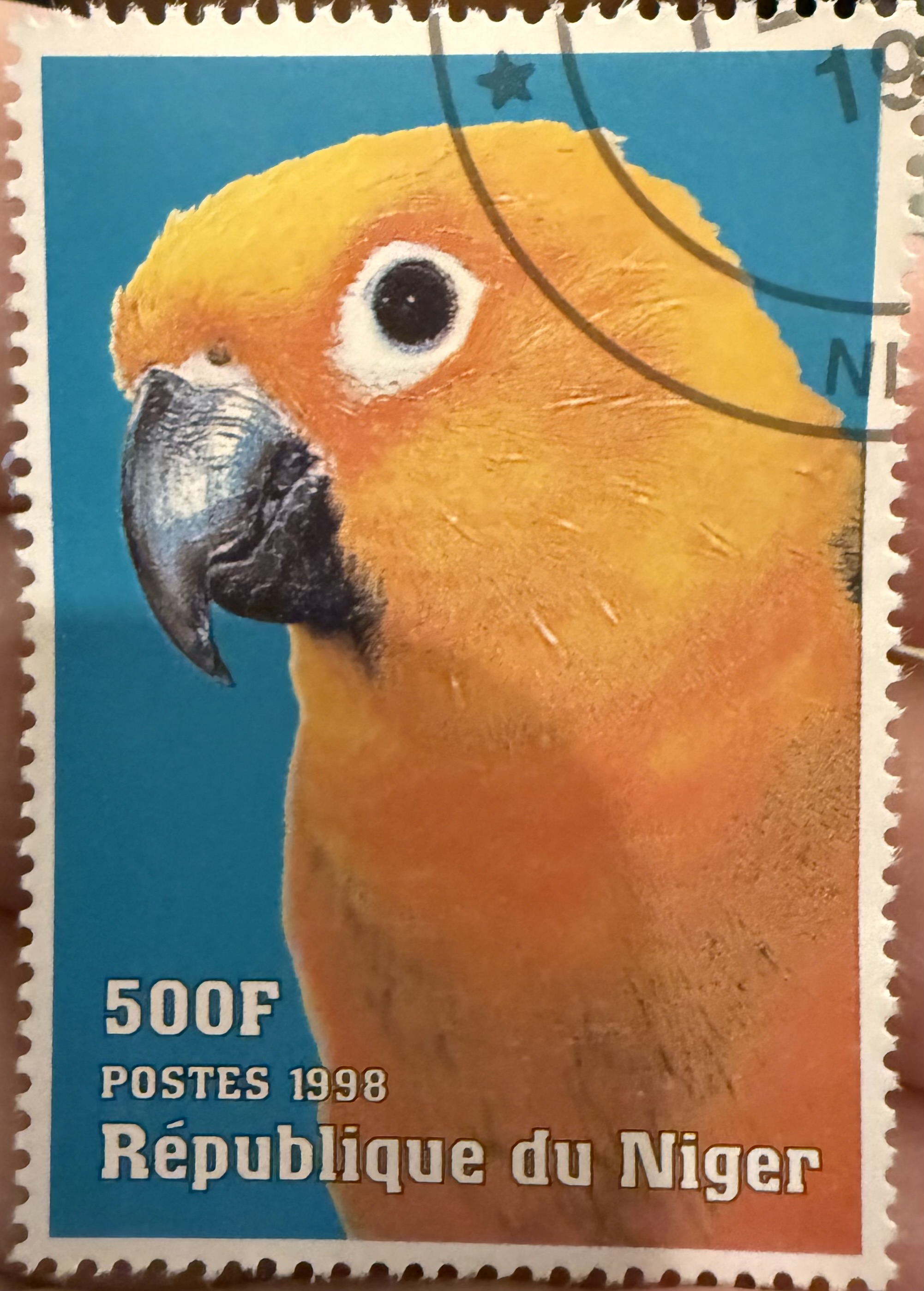 Sun Conure Parrot