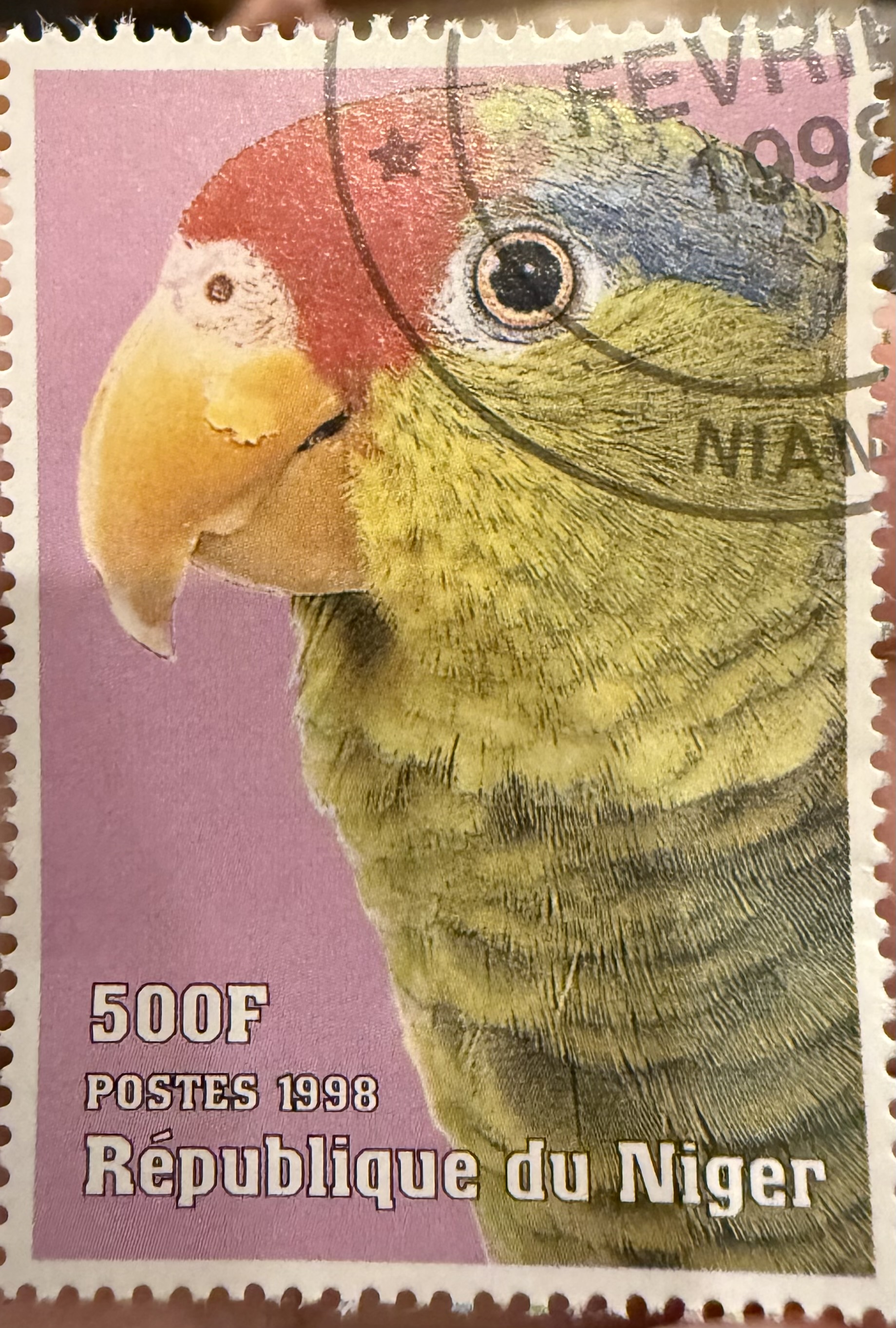 Lilac Crowned Amazon