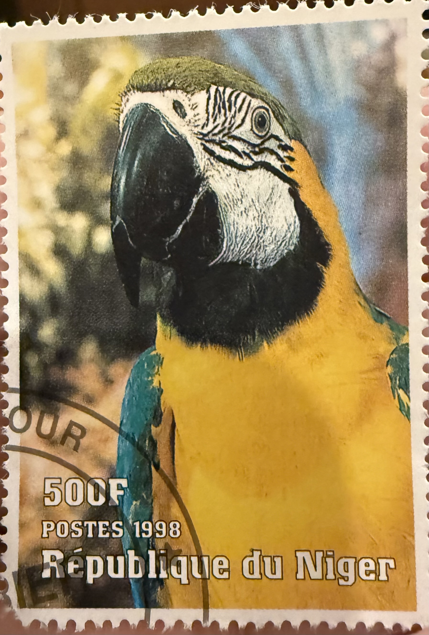 Blue and Yellow Macaw-Niger