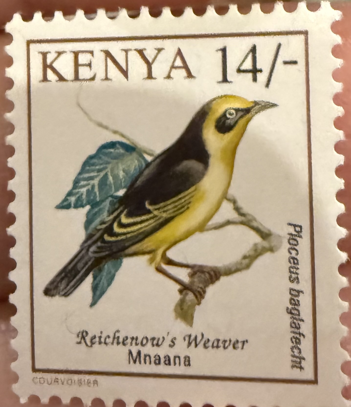 Reichenow’s Weaver