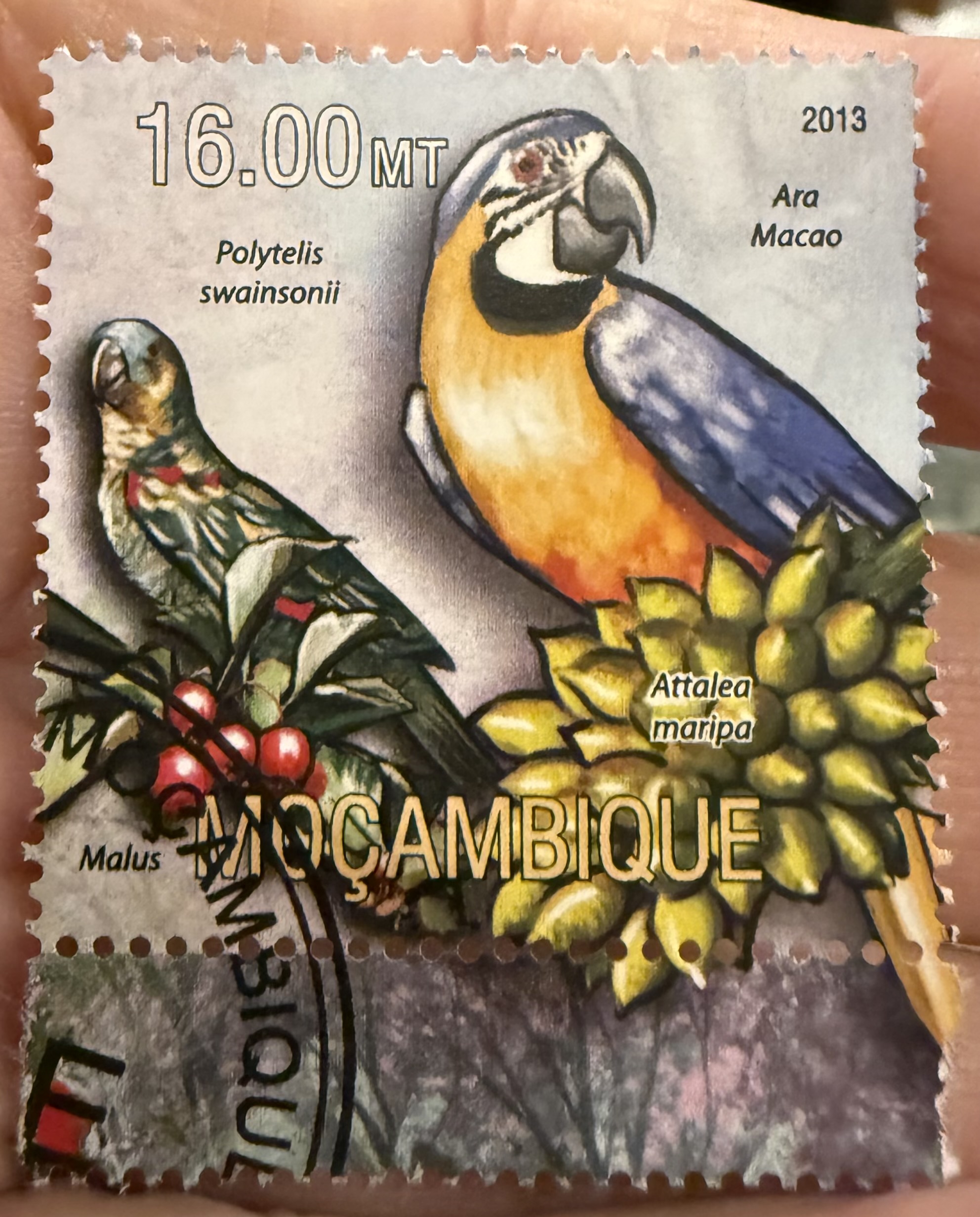 Scarlet Macaw-Mozambique