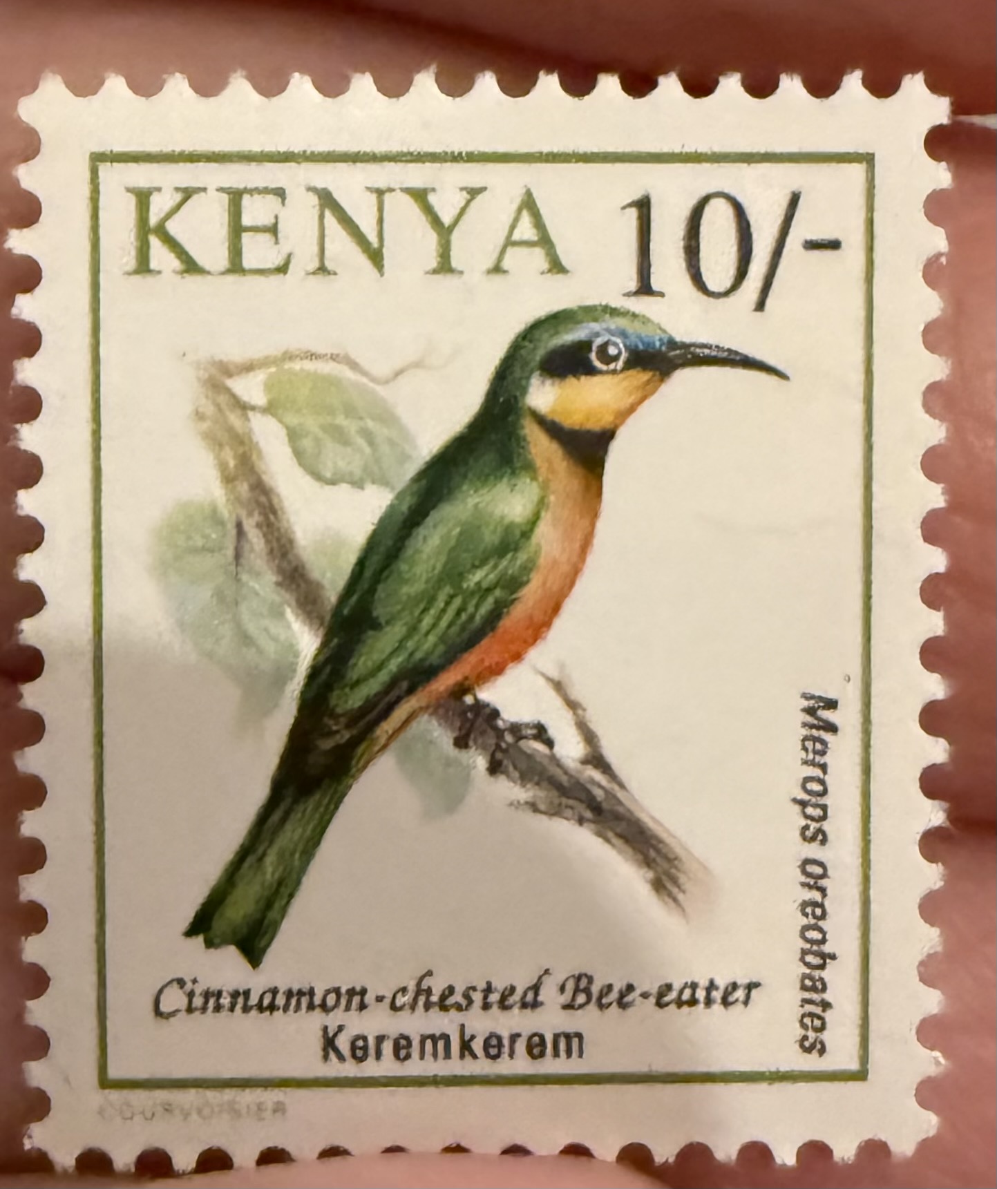Cinnamon Chested Bee Eater