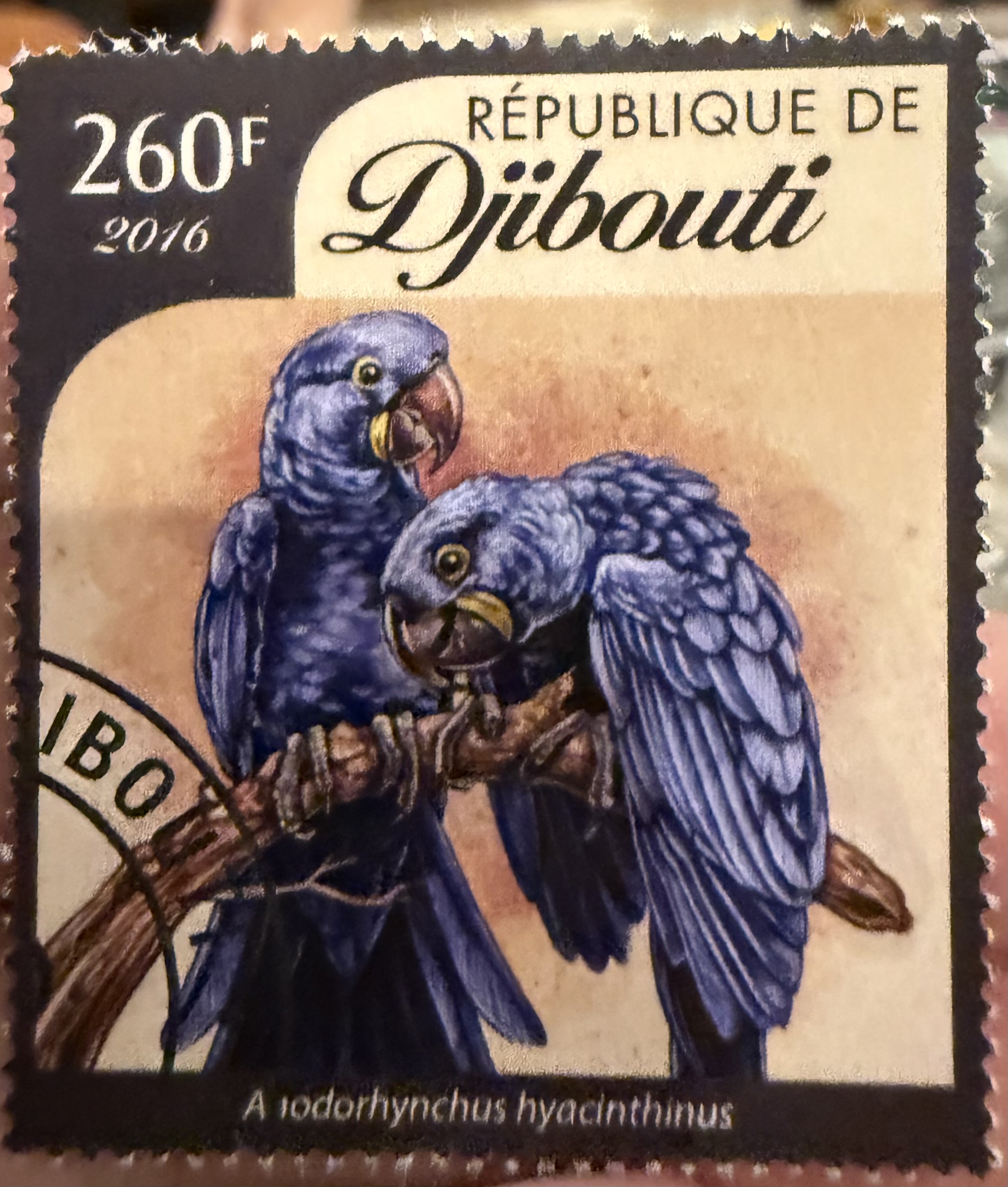 Hyacinth Macaw 2016
