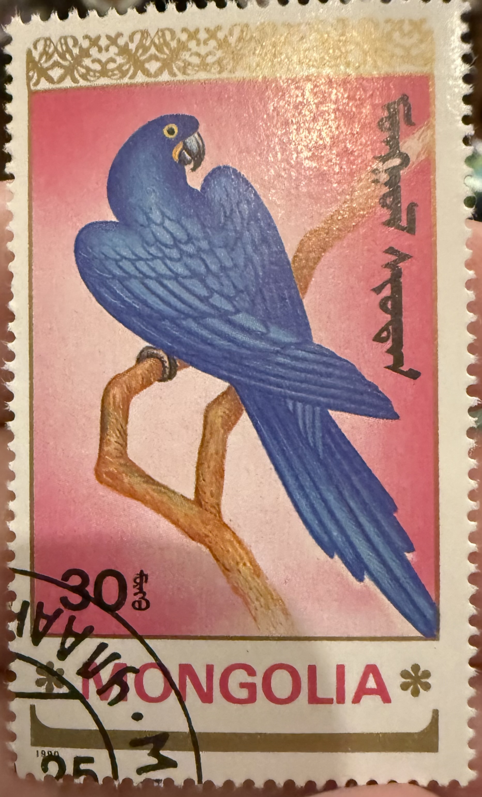 Hyacinth Macaw
