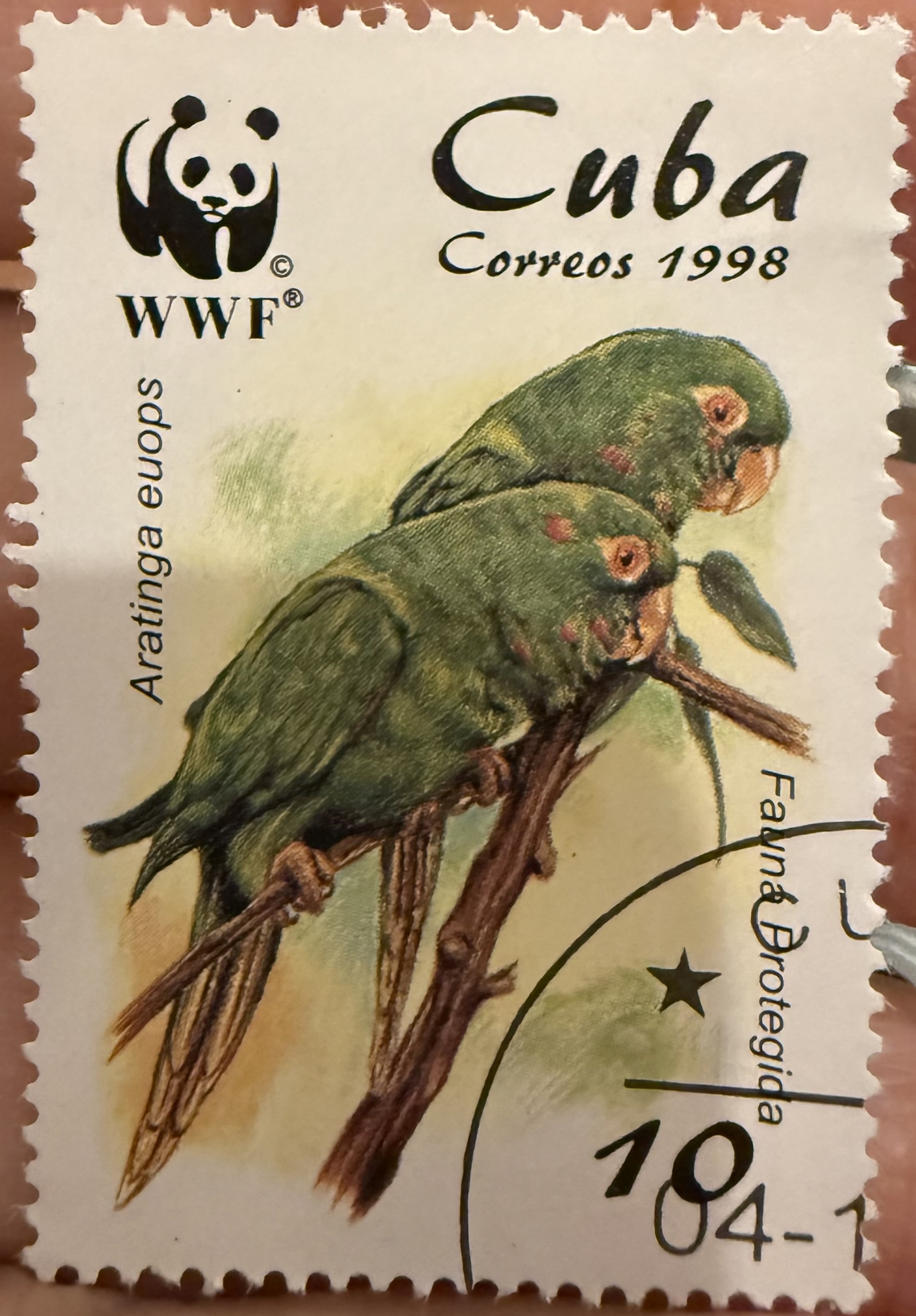 Cuban Parakeet 1998