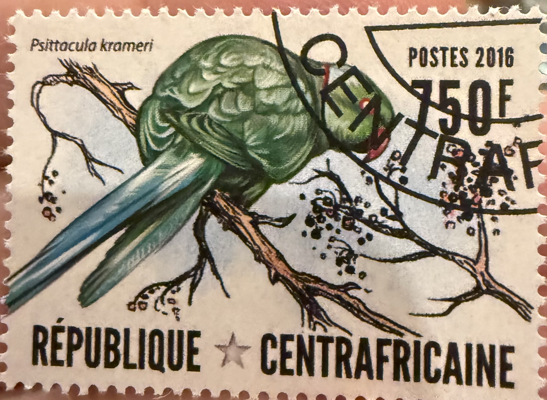 Rose Ringed Parakeet